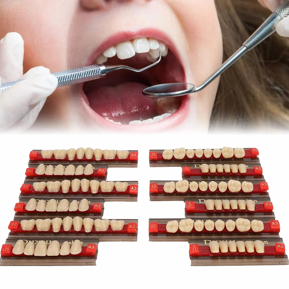 Diente de Resina Firme Acabado Fino Superficie de Limpieza Dientes Falsos Profesional para Modelos Halloween