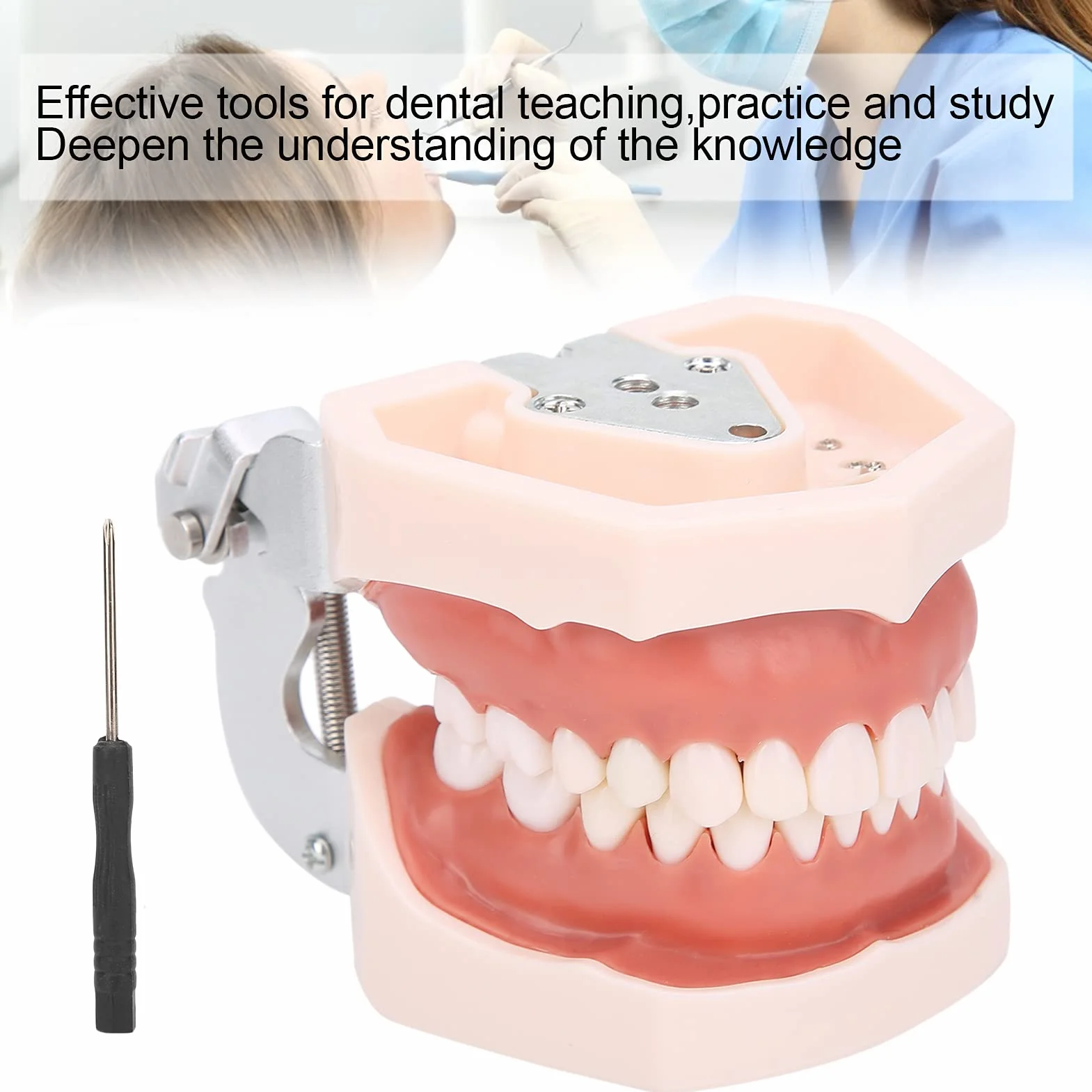 Modelo de dientes estándar de enseñanza con destornillador para práctica de tipodonto