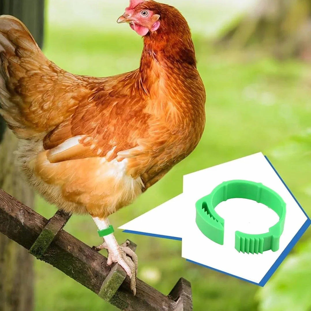 JEYORZY 60 Piezas Anillas para Gallinas, Anillos de Marcado para Pollos, Gansos, Patos
