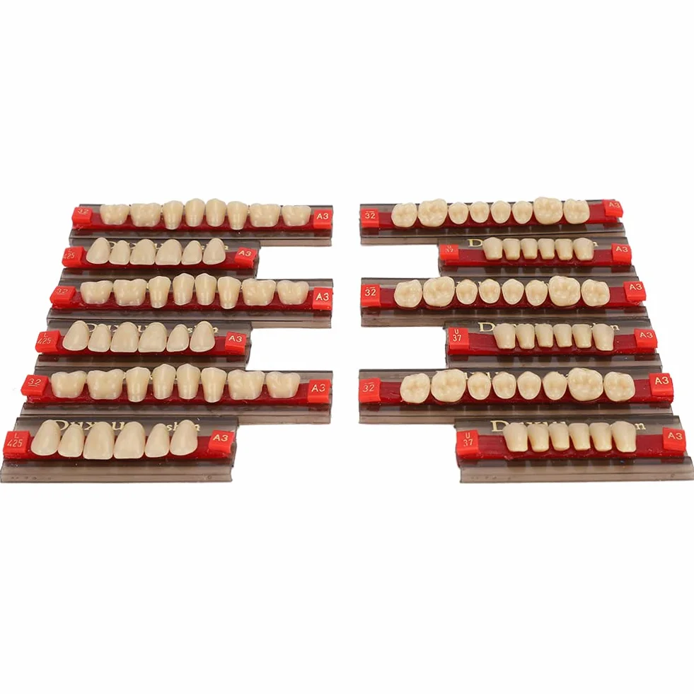 Diente de Resina Firme Acabado Fino Superficie de Limpieza Dientes Falsos Profesional para Modelos Halloween
