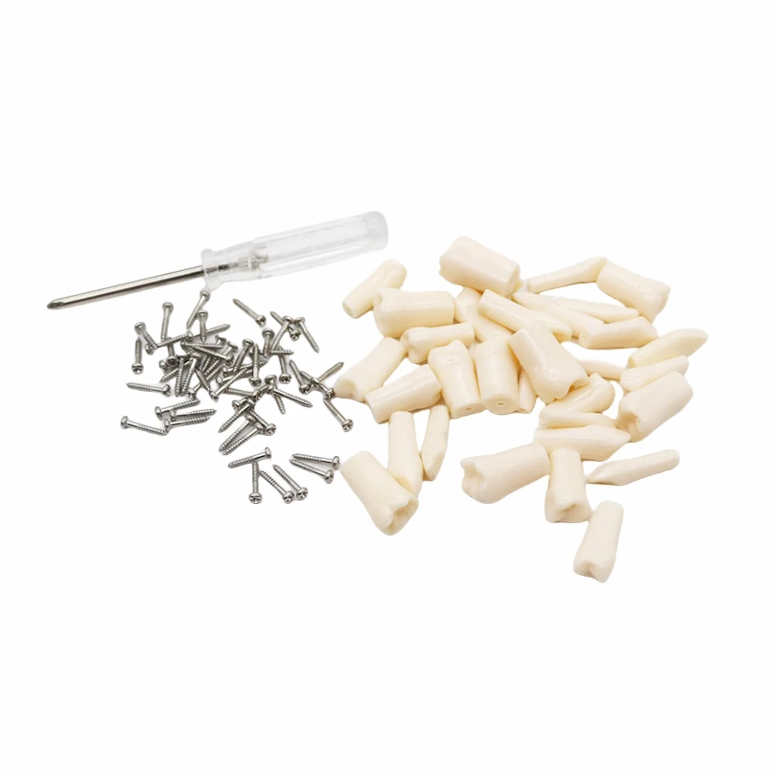 Modelo dental tipodonto 32 piezas dientes removibles compatibles Kilgore Nissin 200 enseñanza