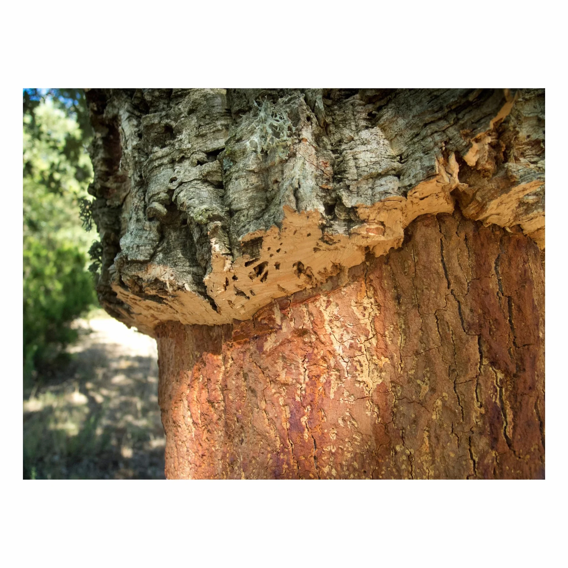 Materia Prima Tablero de Corcho para Manualidades 91,5 x 61 cm Grosor 10 mm