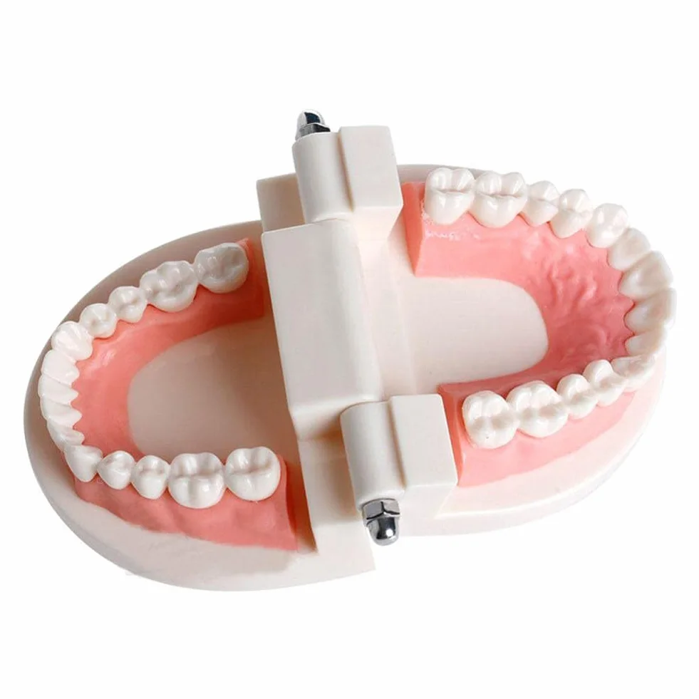 Modelo de Demostración Dental de Dientes Para Enseñanza o Cuidado Bucal