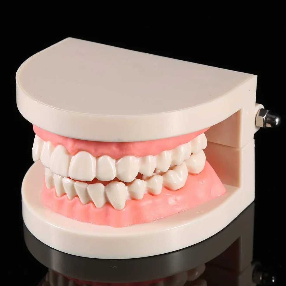 Modelo de Dientes Sanos 28 Dientes para Demostración de Cepillado