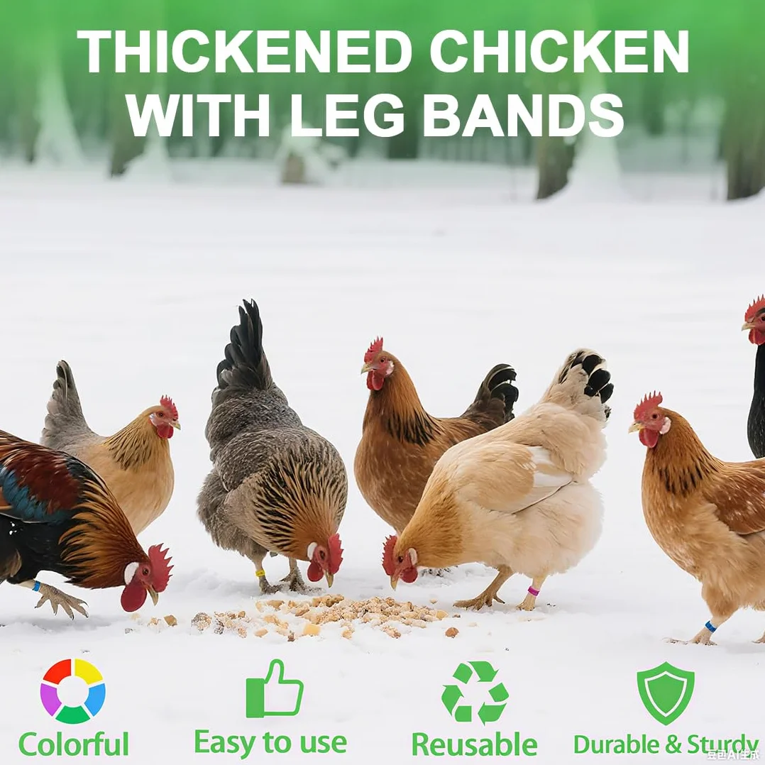 JEYORZY 60 Pcs Gallinas Anillas, Anillo de Pie de Pollo, Anillos de Marcado para Pollos, Gansos, Patos