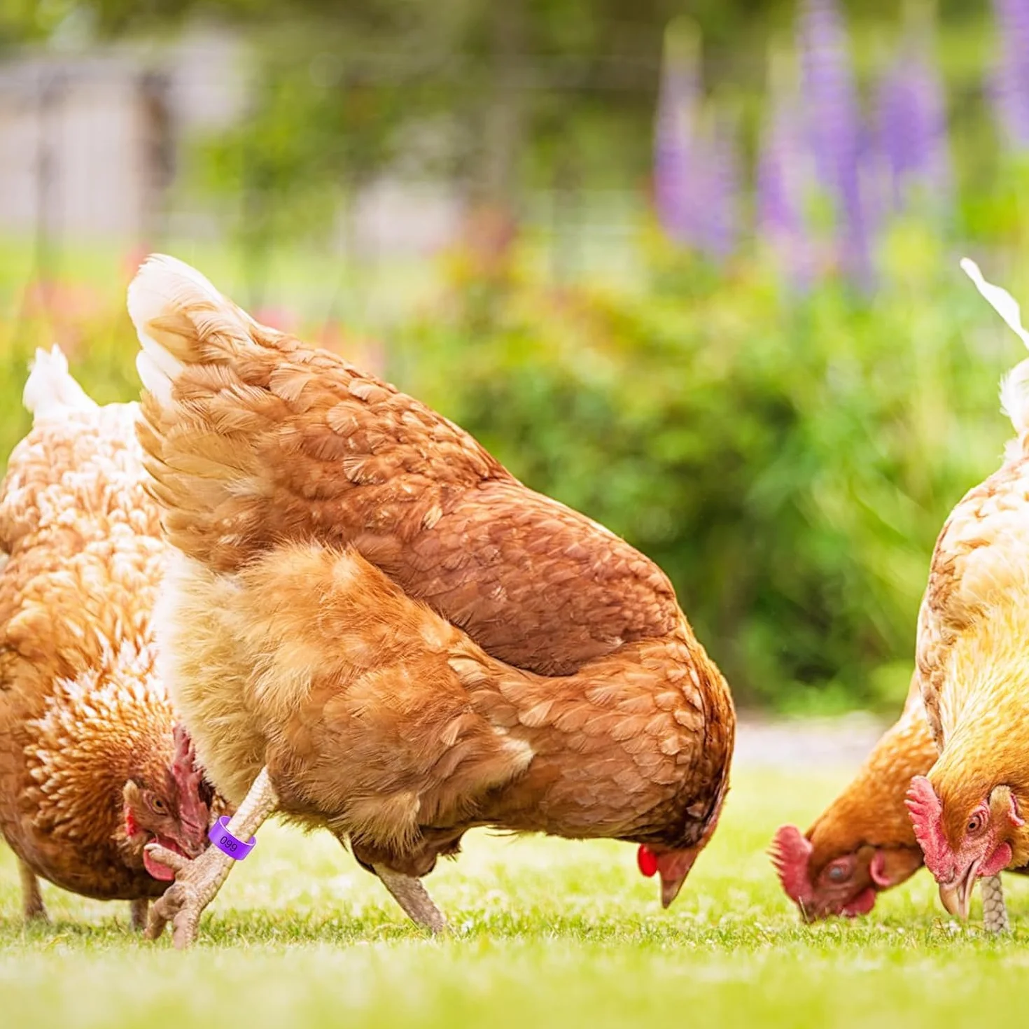 Anillas para Patas de Aves 16mm Multicolor Numeración - Anillos Identificación Gallinas Pavos Patos Gansos Plástico Avicultura