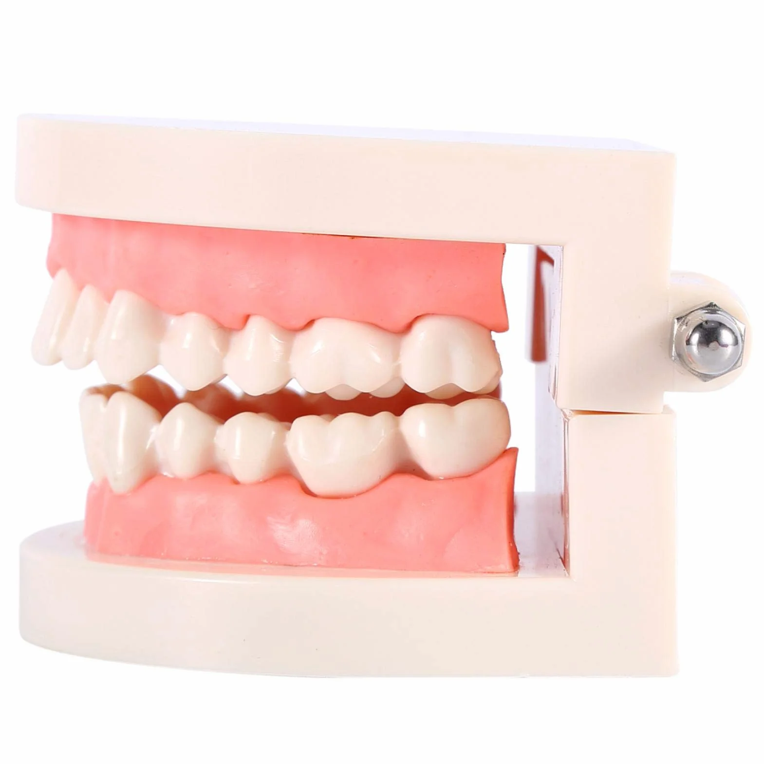 Modelo de Dientes Sanos 28 Dientes para Demostración de Cepillado