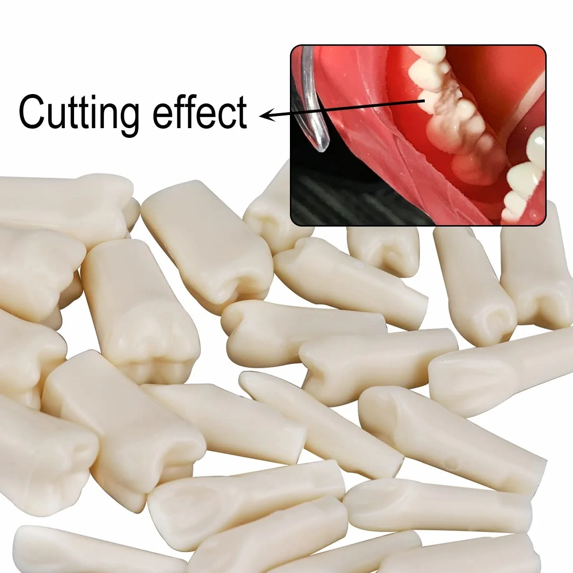 Simulador dental Maniquí Phantom Head Typodont Modelos con dientes extraíbles 28 piezas
