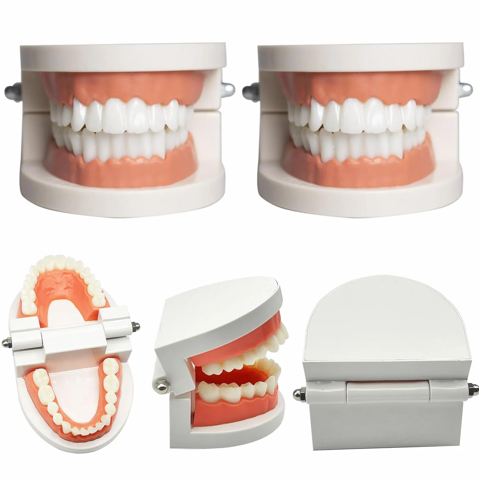 Modelo Dental de Demostración Estándar PVC para Adultos Niños Enseñanza Dental 2Pcs