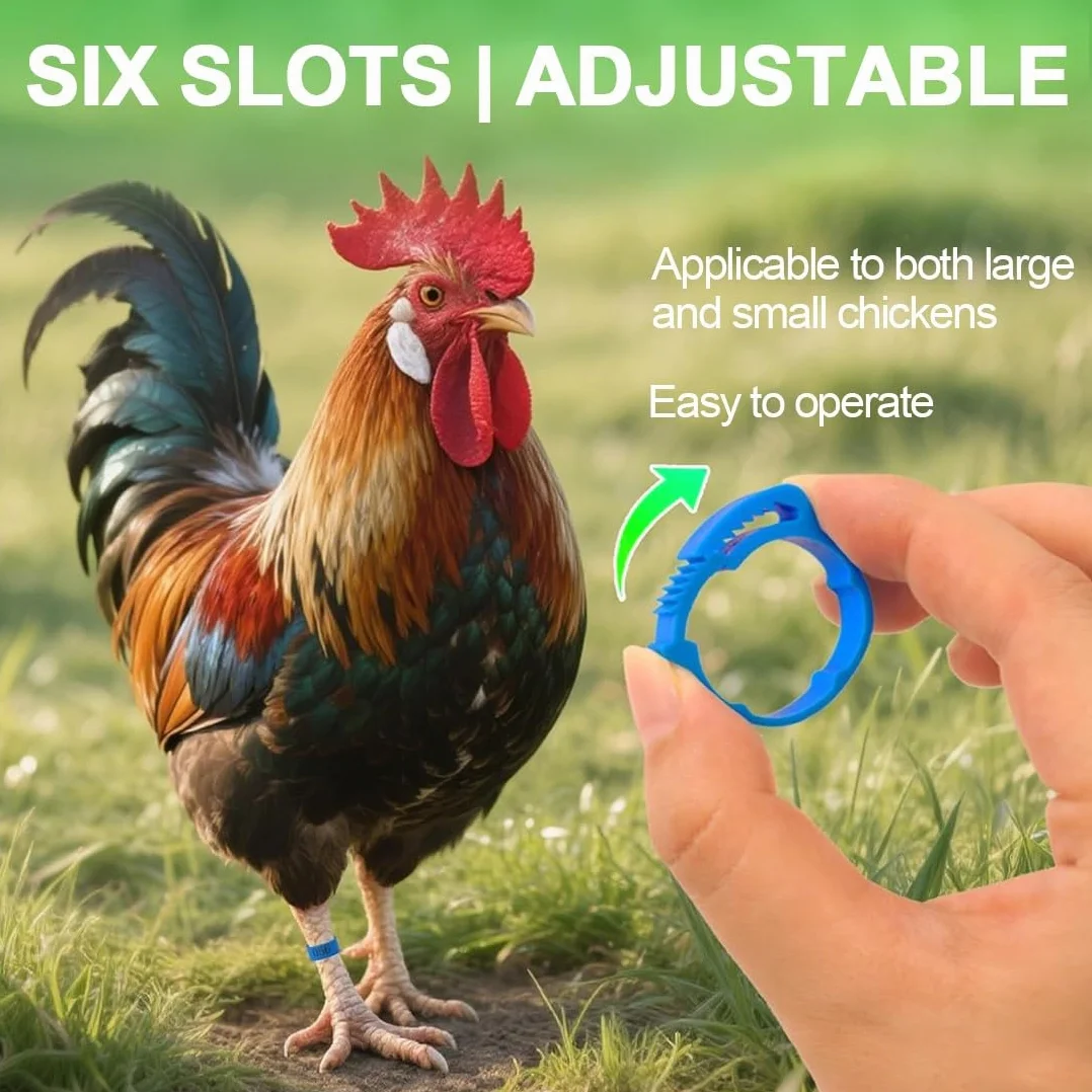 JEYORZY 60 Pcs Gallinas Anillas, Anillo de Pie de Pollo, Anillos de Marcado para Pollos, Gansos, Patos