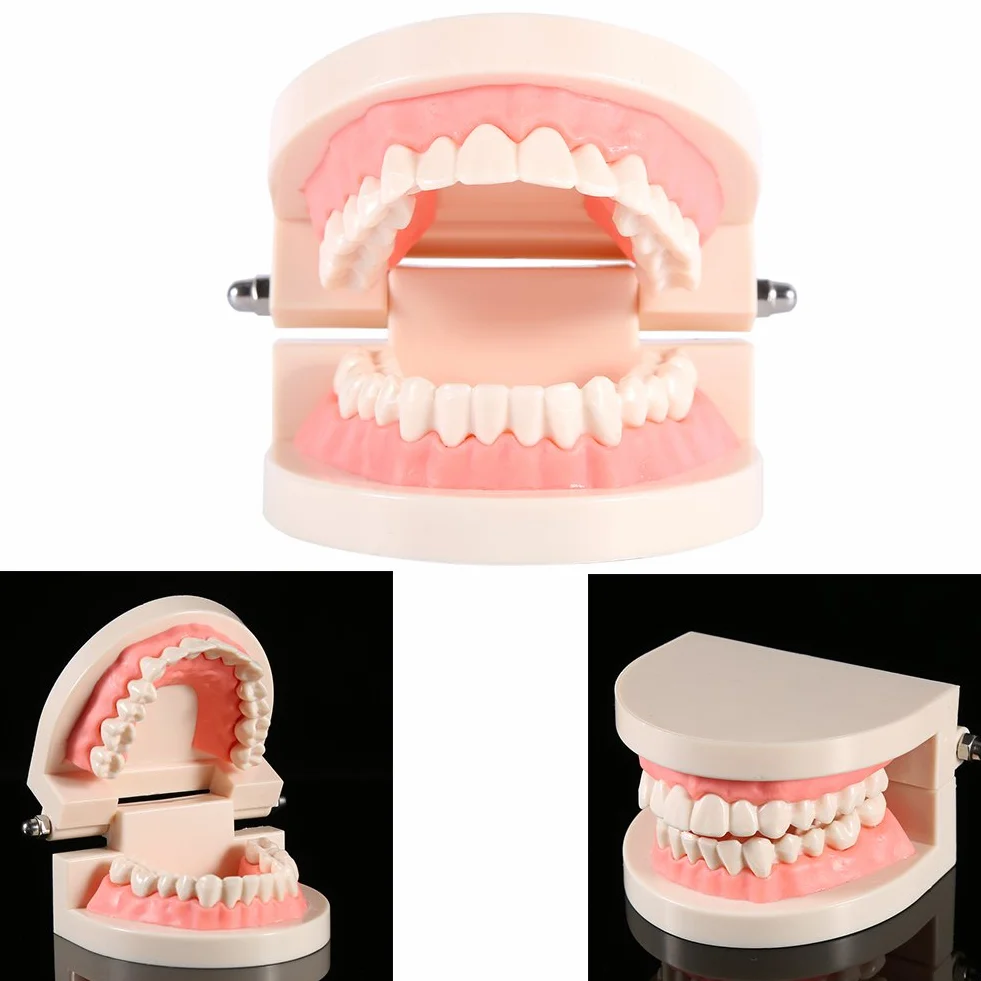 Modelo de Dientes Sanos 28 Dientes para Demostración de Cepillado