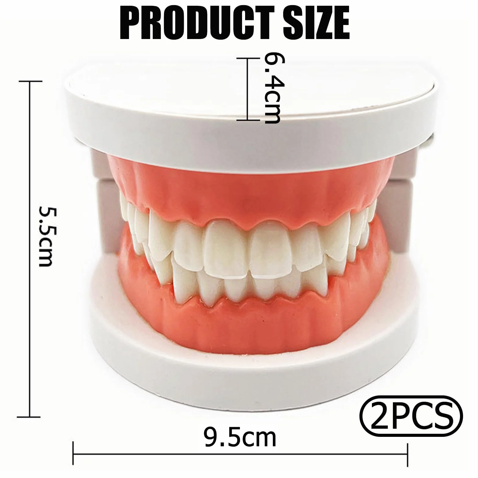 Modelo Dental de Demostración Estándar PVC para Adultos Niños Enseñanza Dental 2Pcs
