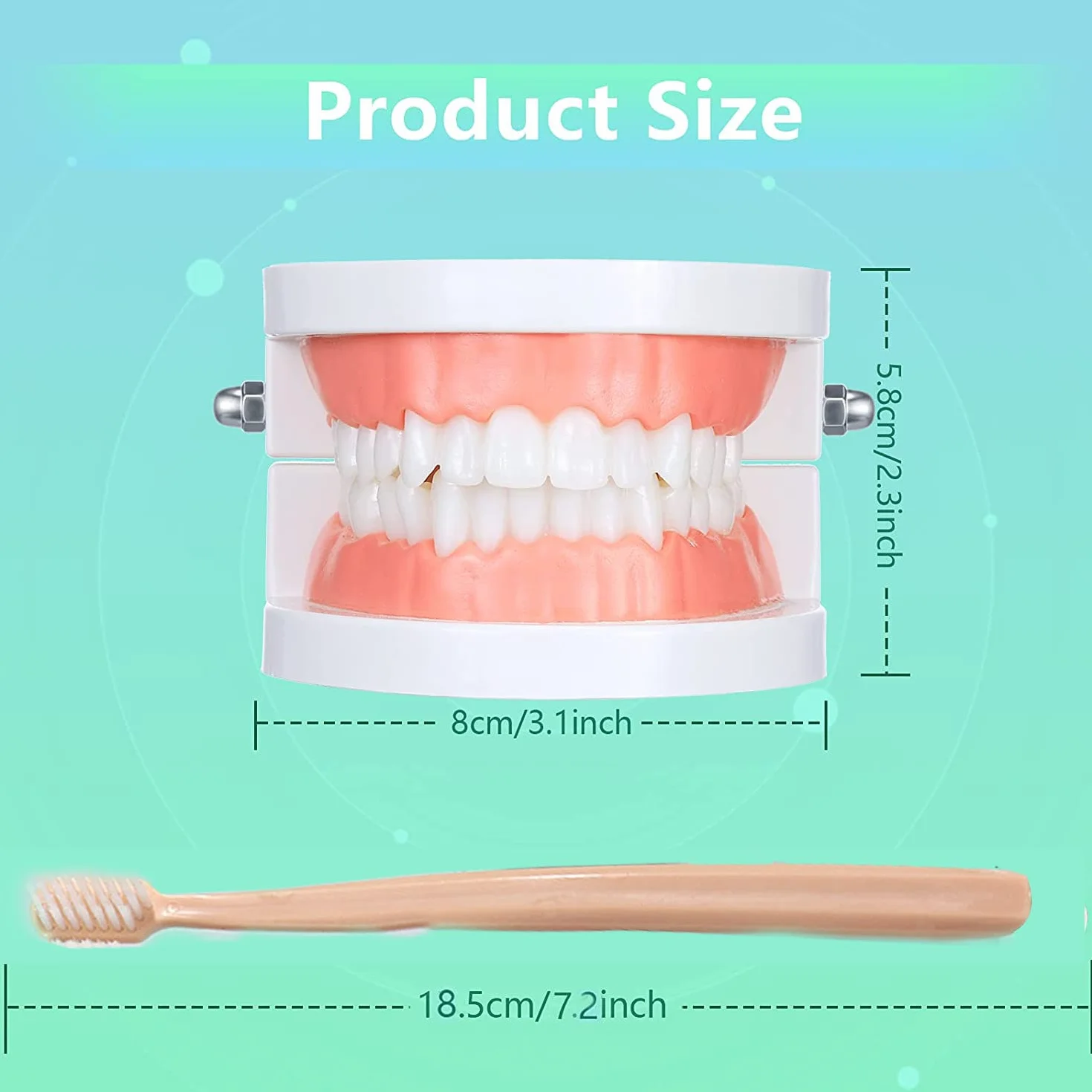 Modelo Dental de Demostración Estándar PVC para Adultos Niños Enseñanza Dental Cuidado Bucal con 2 Cepillo de Dientes