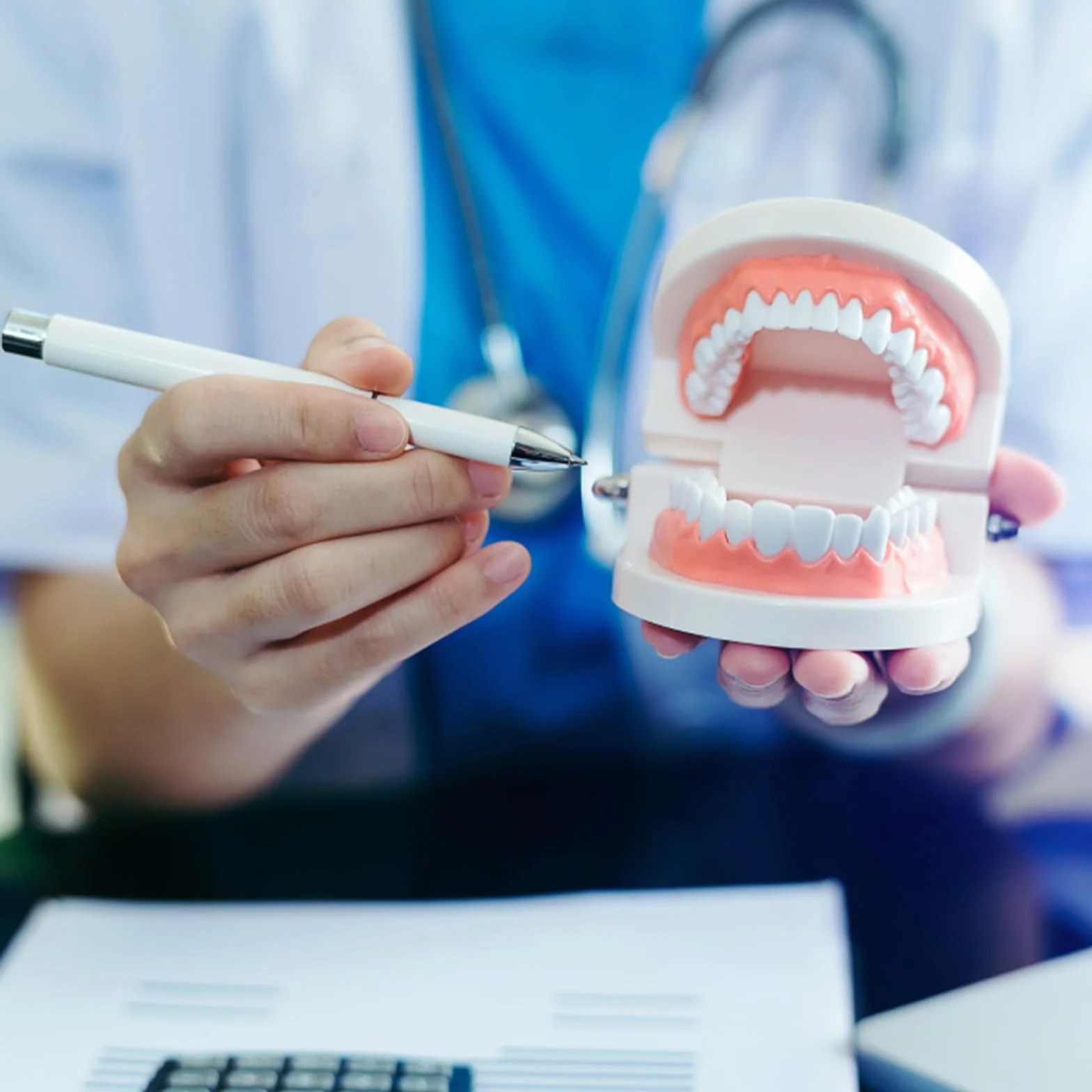 Modelo Dental de Demostración Estándar PVC para Adultos Niños Enseñanza Dental 2Pcs