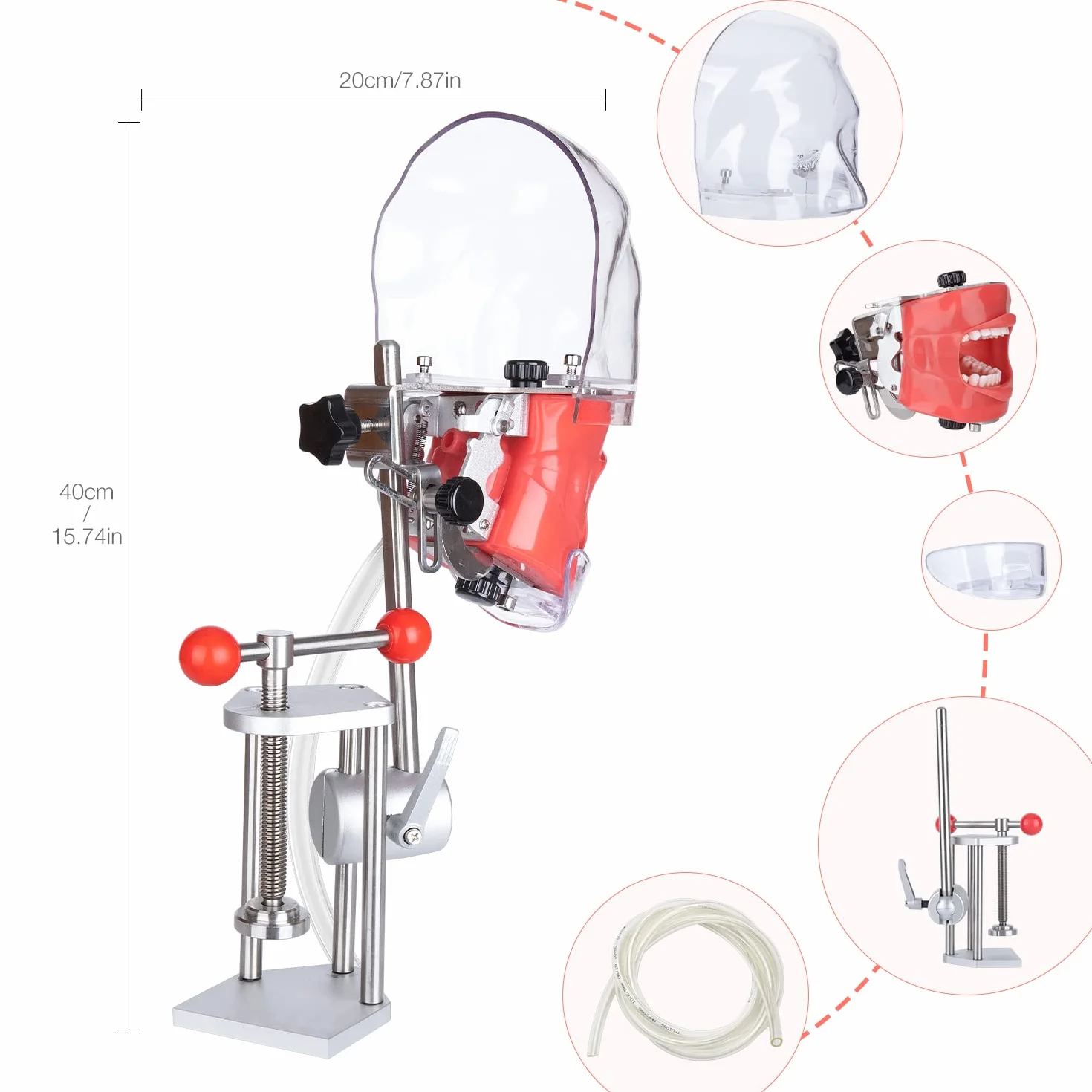 Simulador Dental Maniquí de Entrenamiento con Cabeza Fantasma Modelo de Dientes Tipodonto 360° Ajustable
