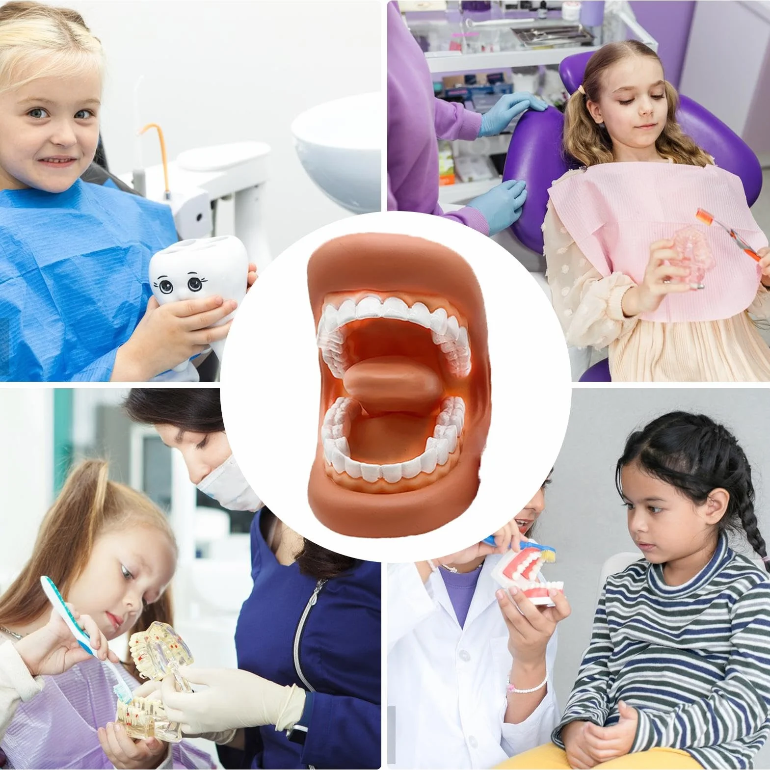 Modelo de Dientes Falsos Portátiles Educativos para Aprendizaje Práctico
