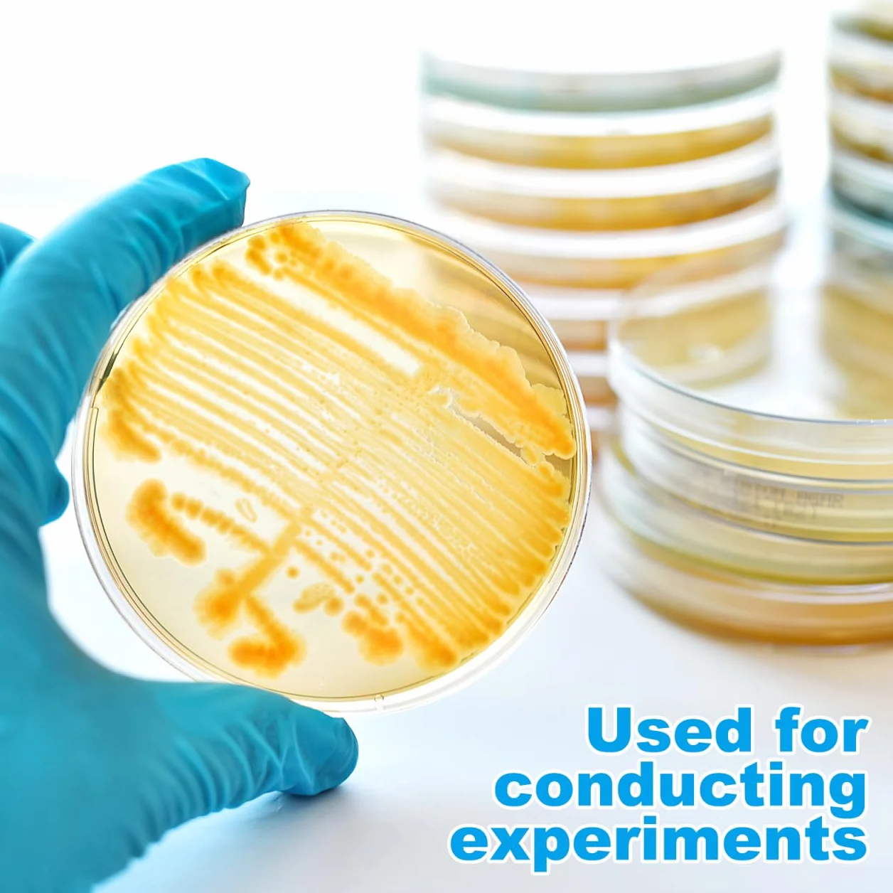 Placas De Petri Prellenadas De Agar Nutritivo 7cm, 10 Unidades, Esterilizadas Para Laboratorio