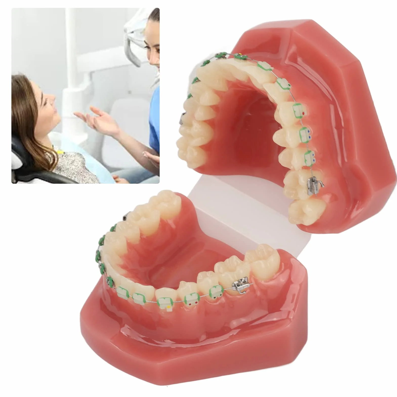 Modelo de Ortodoncia Profesional con Brackets Cerámicos y Metálicos para Enseñanza Odontológica