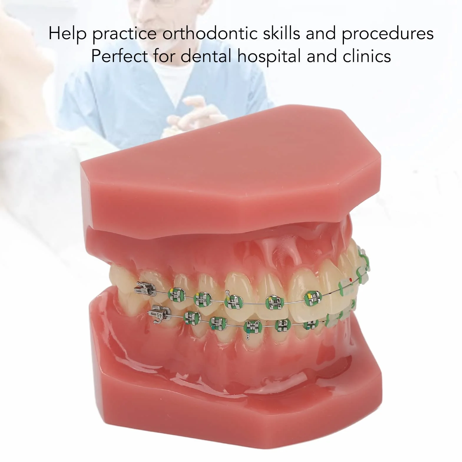 Modelo de Ortodoncia Profesional con Brackets Cerámicos y Metálicos para Enseñanza Odontológica