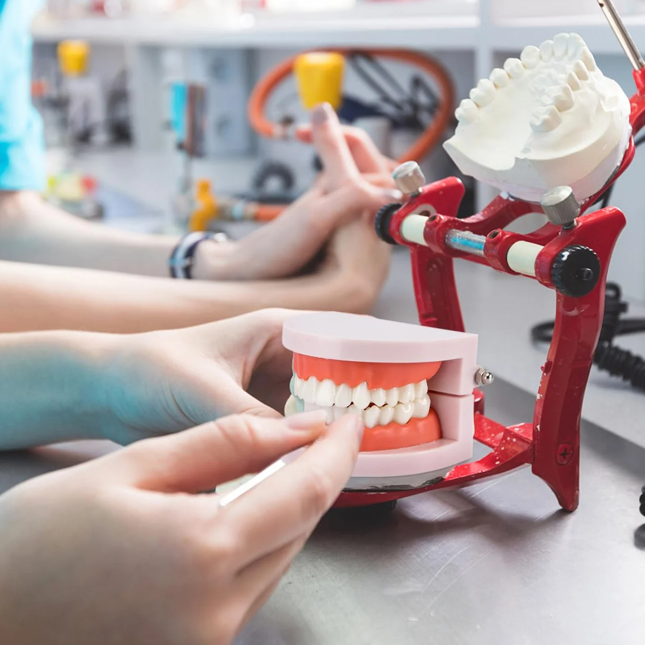 VALICLUD Modelo De Dientes Estándar Dental Herramienta Didáctica Plástico Ecológico 3D 3.62X2.95X2.00In