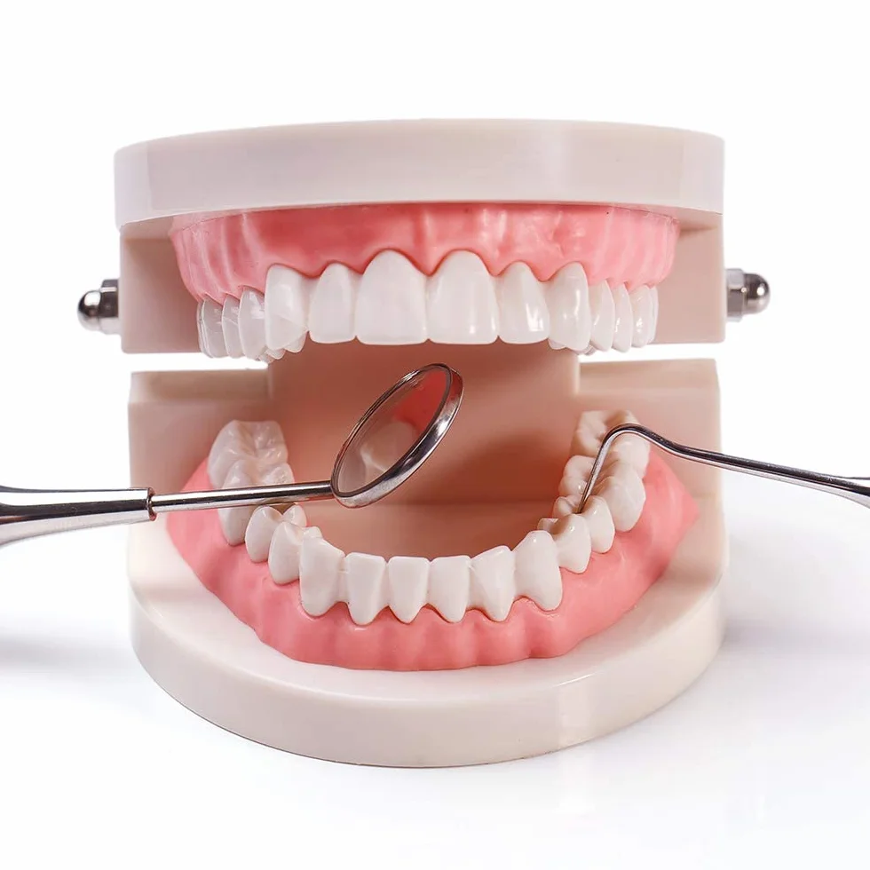 Modelo Dental de Demostración Estándar PVC para Adultos Niños Enseñanza Dental Cuidado Bucal con 2 Cepillo de Dientes