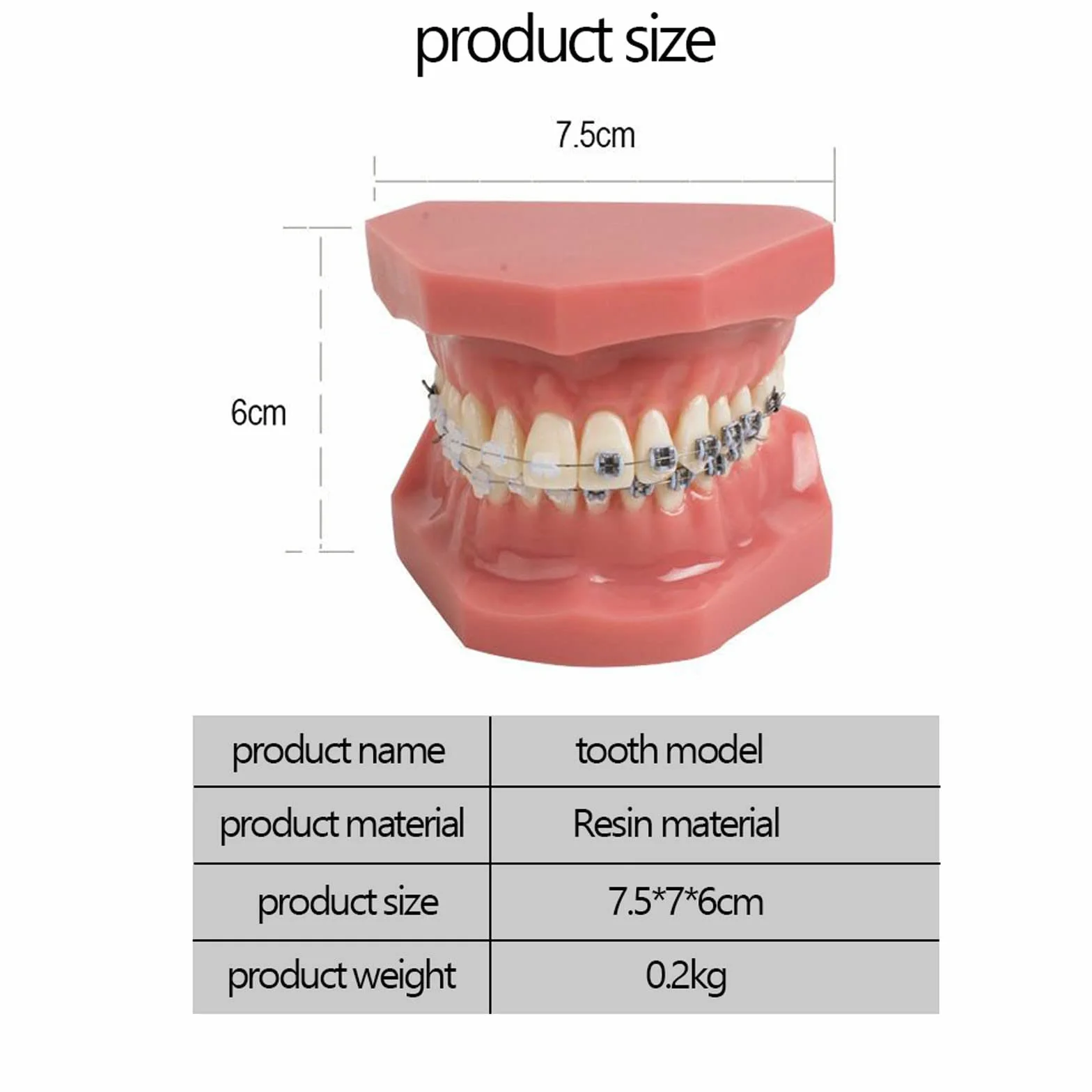 Modelo de Dientes Dentales de Ortodoncia con Brackets Cerámicos y Metálicos para Enseñanza Odontológica