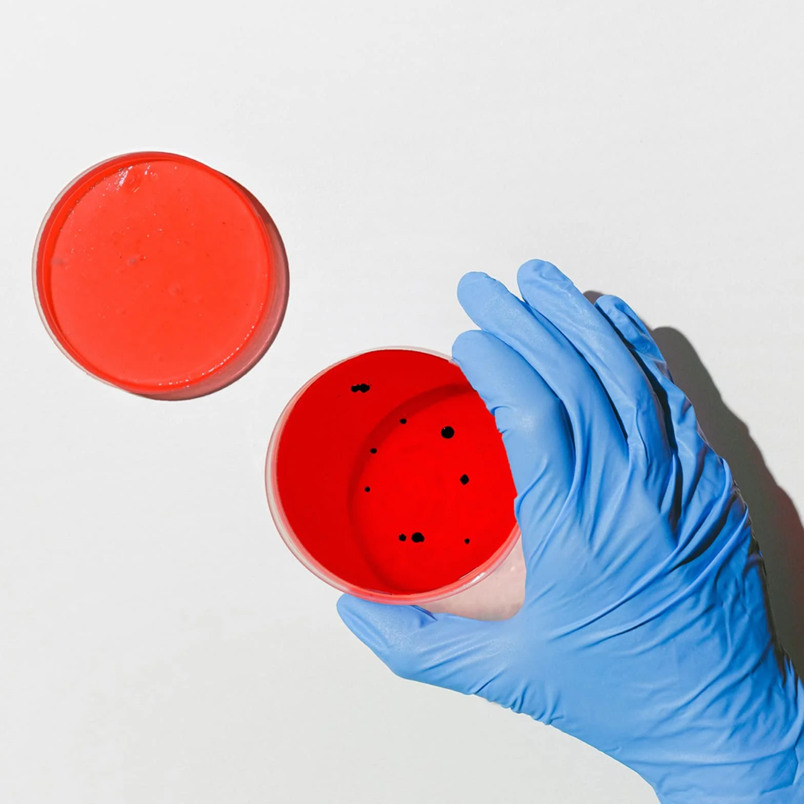 Lawei Estériles Placas de Petri Plástico 90 mm x 15 mm con Cuentagotas para Cultivo Bacteriano