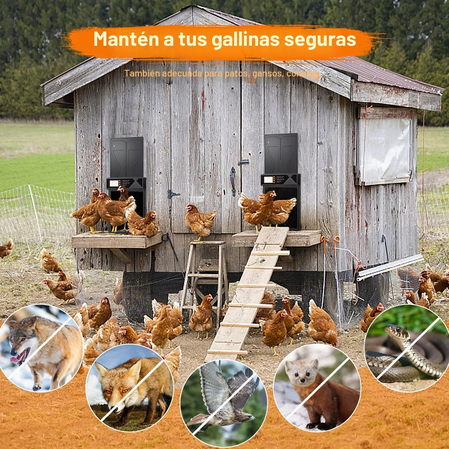 Puerta Gallinero Automático Solar con Mando a Distancia, Sensor de Luz y Temporizador, Anti-atrapamiento