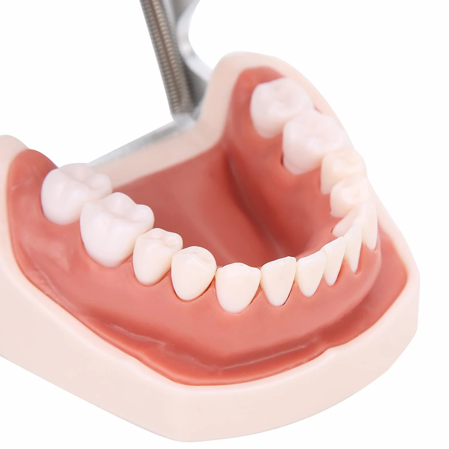 Modelo de dientes estándar de enseñanza con destornillador para práctica de tipodonto