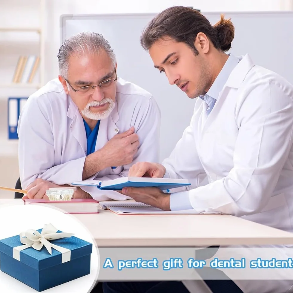 Typodonts Dental Modelo de Dientes para Implantes con Dientes Desmontables