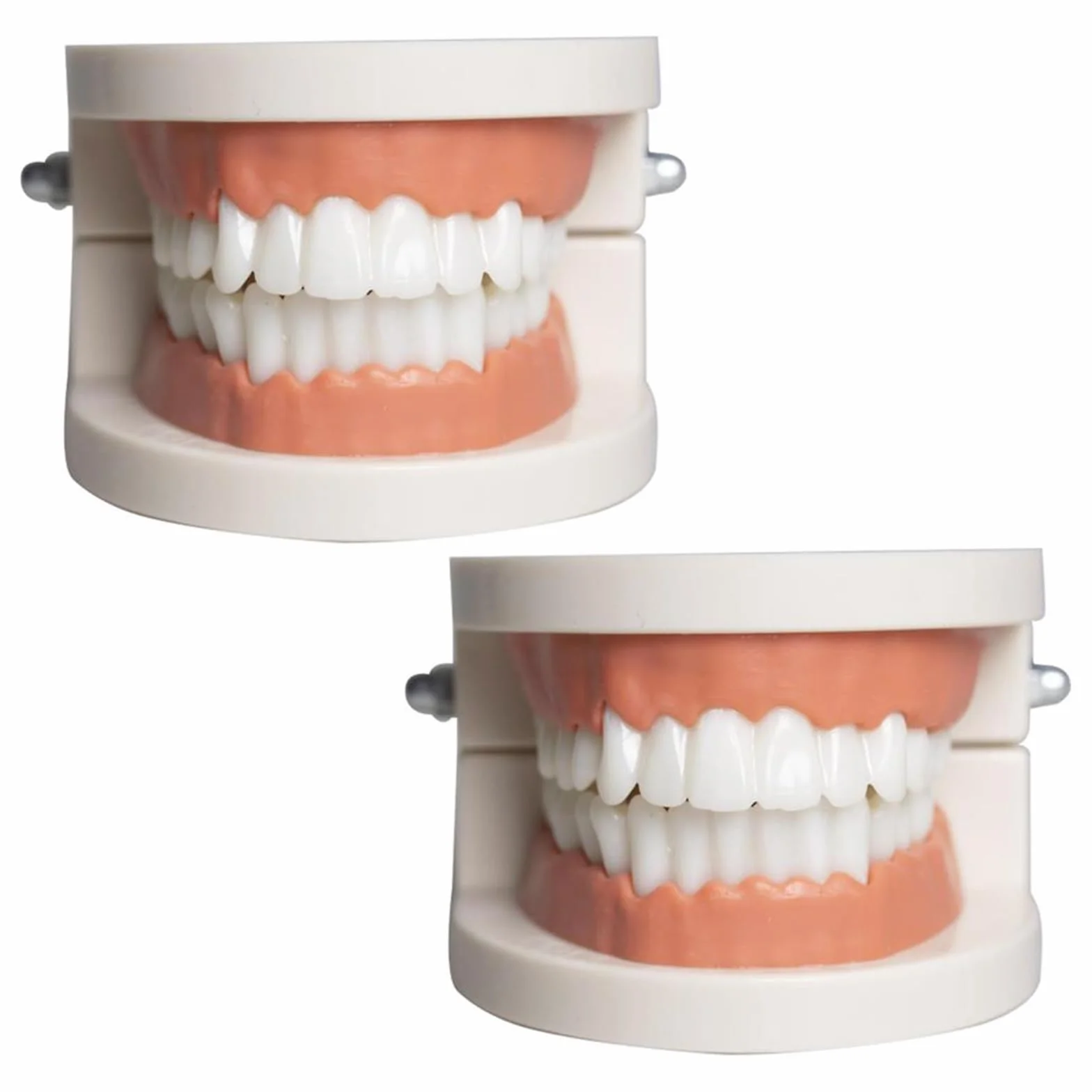 Modelo Dental de Demostración Estándar PVC para Adultos Niños Enseñanza Dental 2Pcs