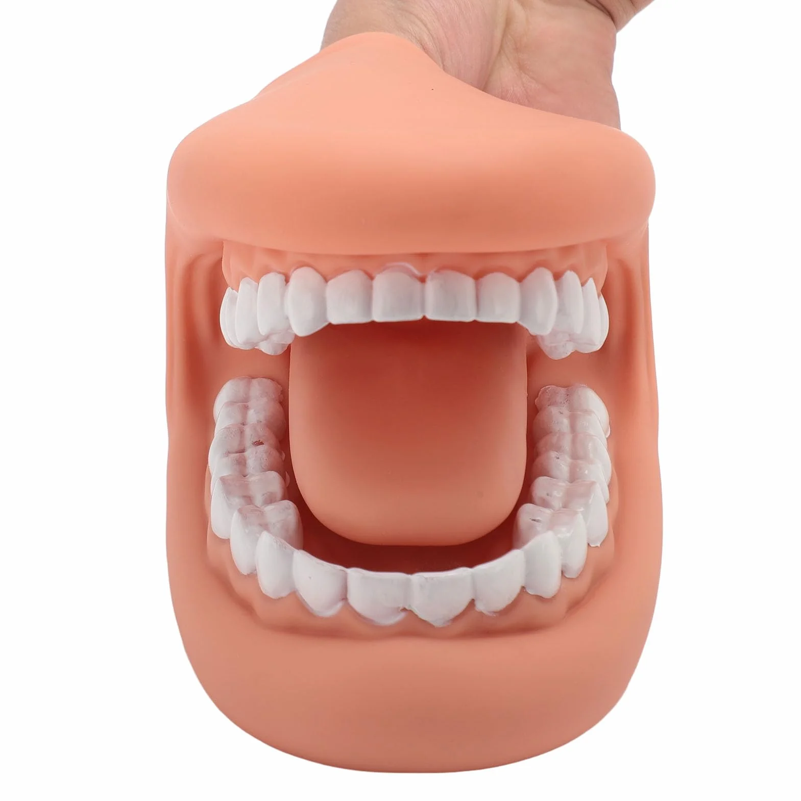 Marioneta de Boca de 28 Dientes con Lengua, Modelo de Demostración para Enseñanza de Niños, Silicona Bjorem