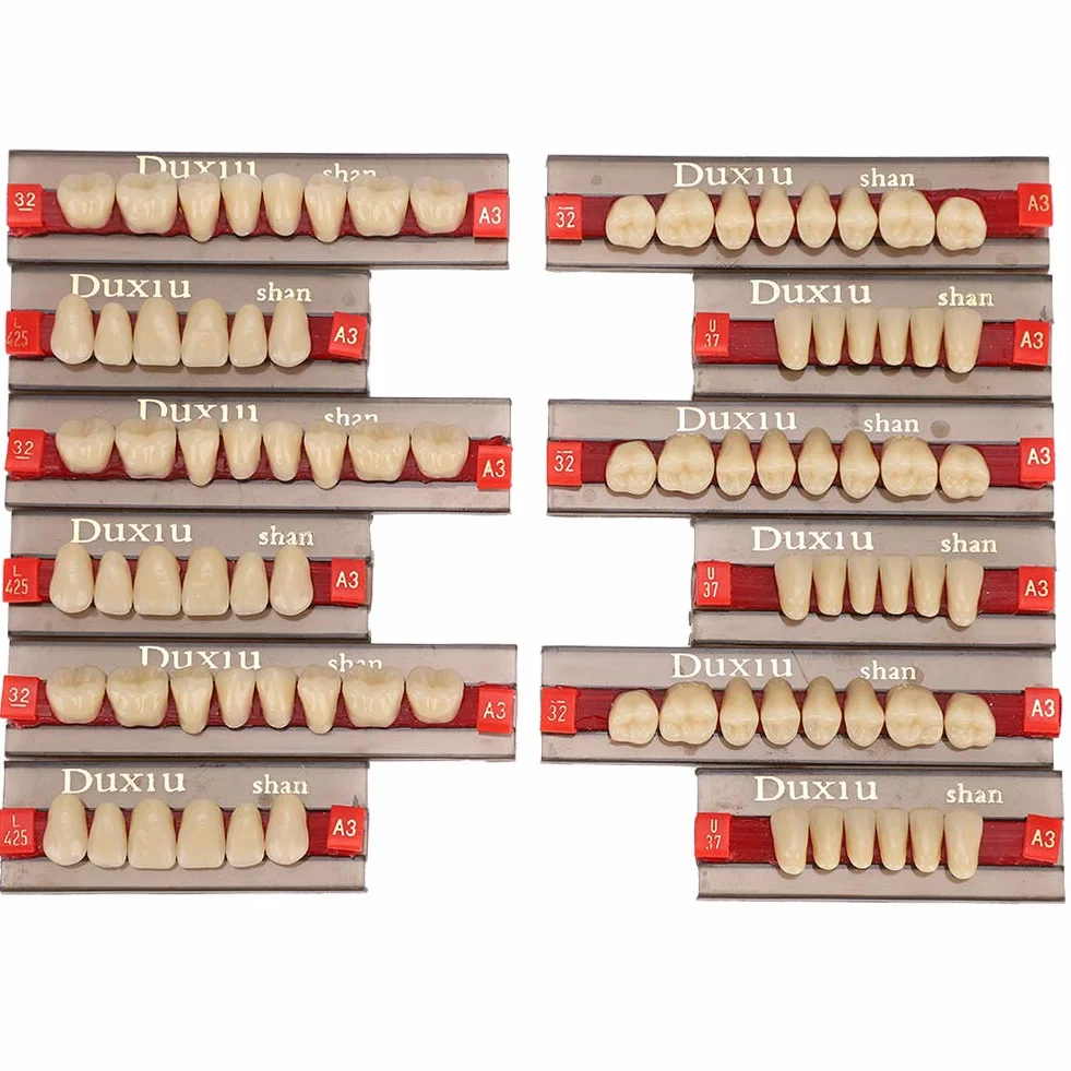 Diente de Resina Firme Acabado Fino Superficie de Limpieza Dientes Falsos Profesional para Modelos Halloween
