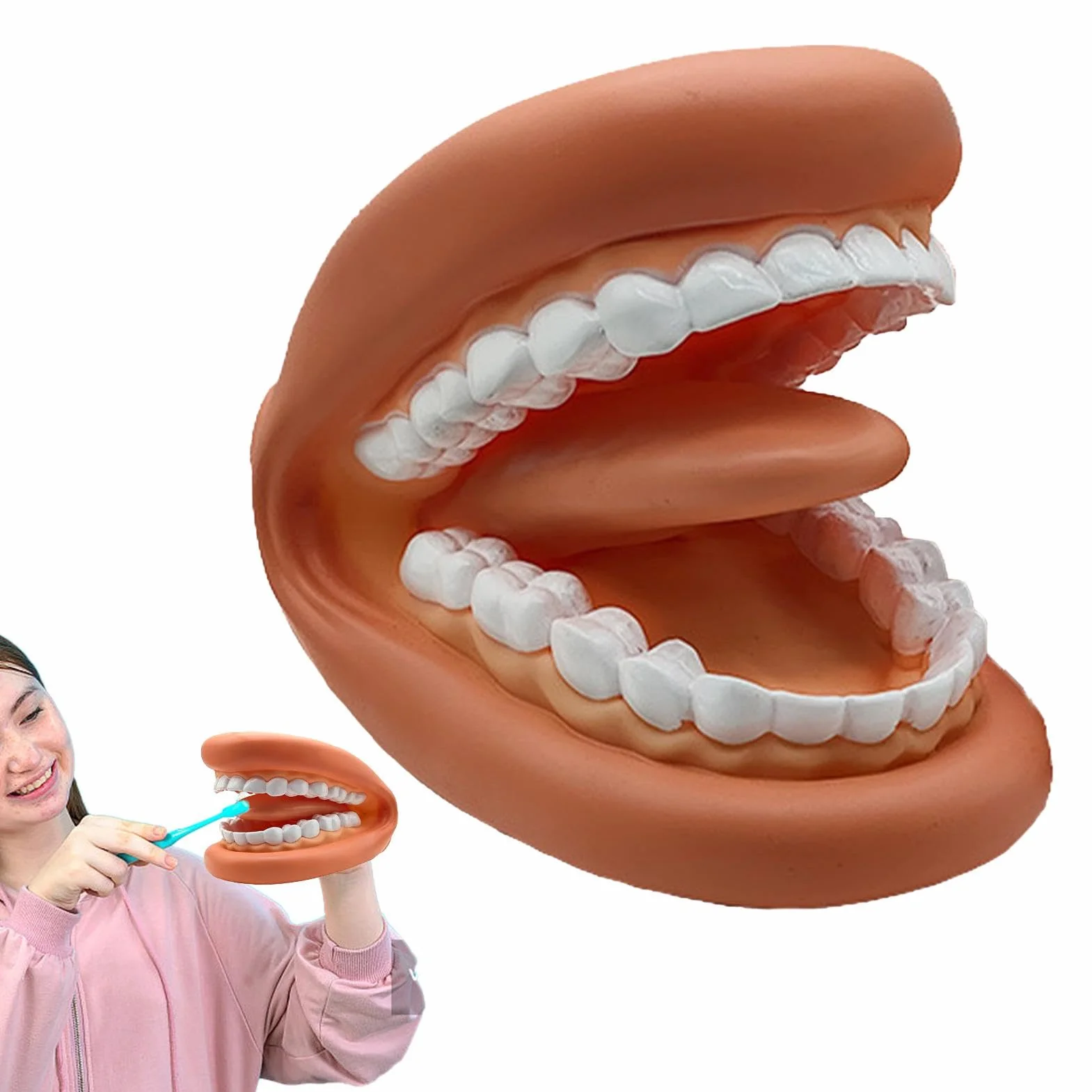 Modelo de Dientes Falsos Portátiles Educativos para Aprendizaje Práctico