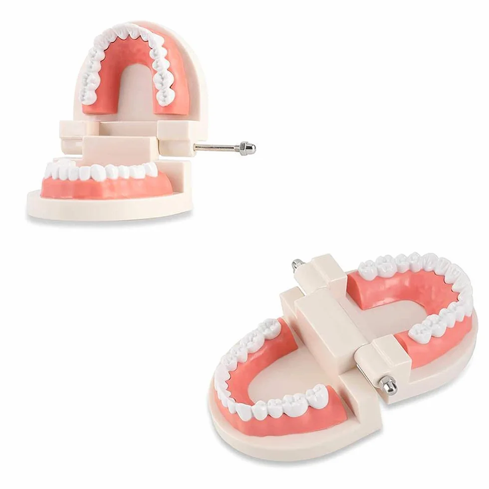 Modelo de Demostración Dental de Dientes Para Enseñanza o Cuidado Bucal