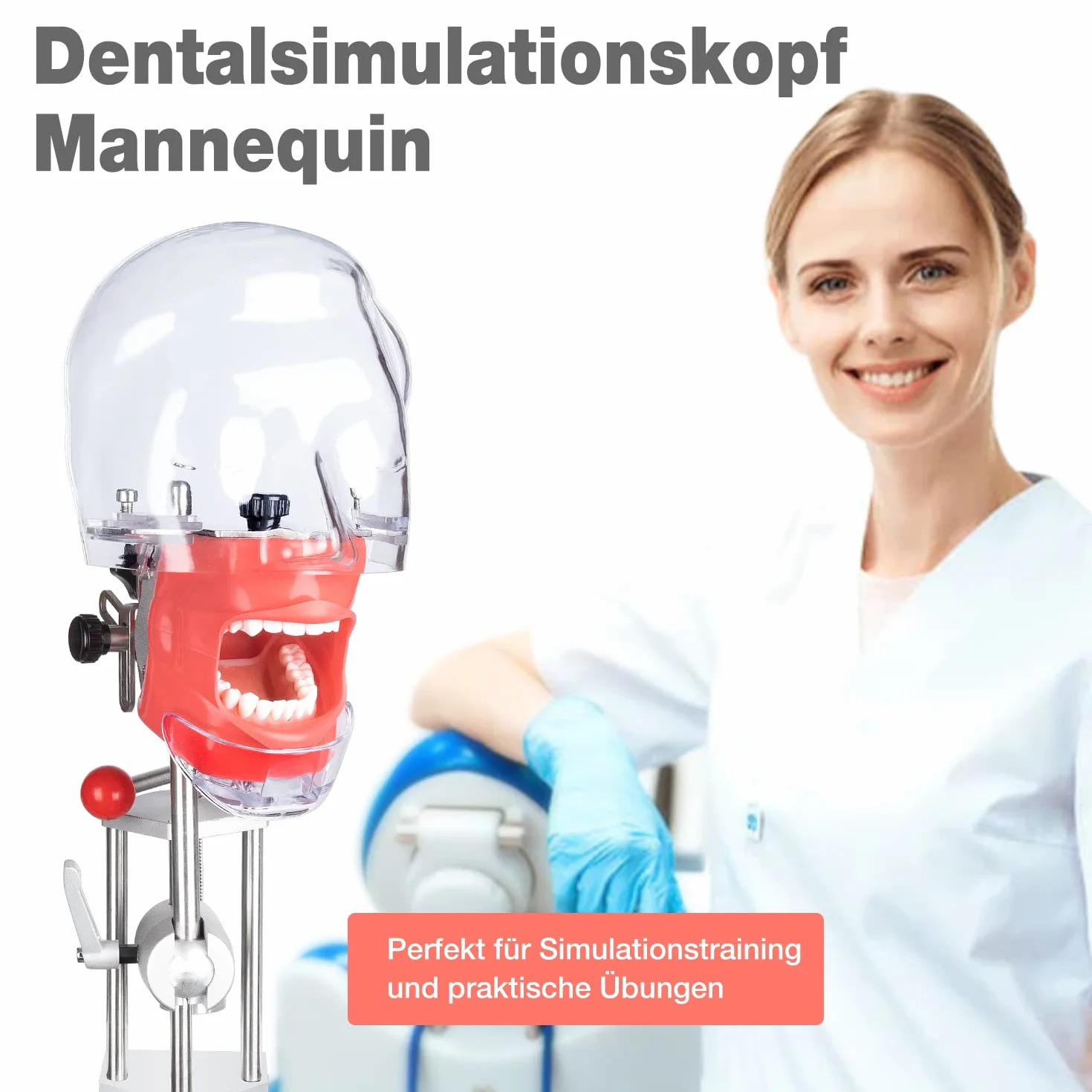 Simulador Dental Maniquí de Entrenamiento con Cabeza Fantasma Modelo de Dientes Tipodonto 360° Ajustable