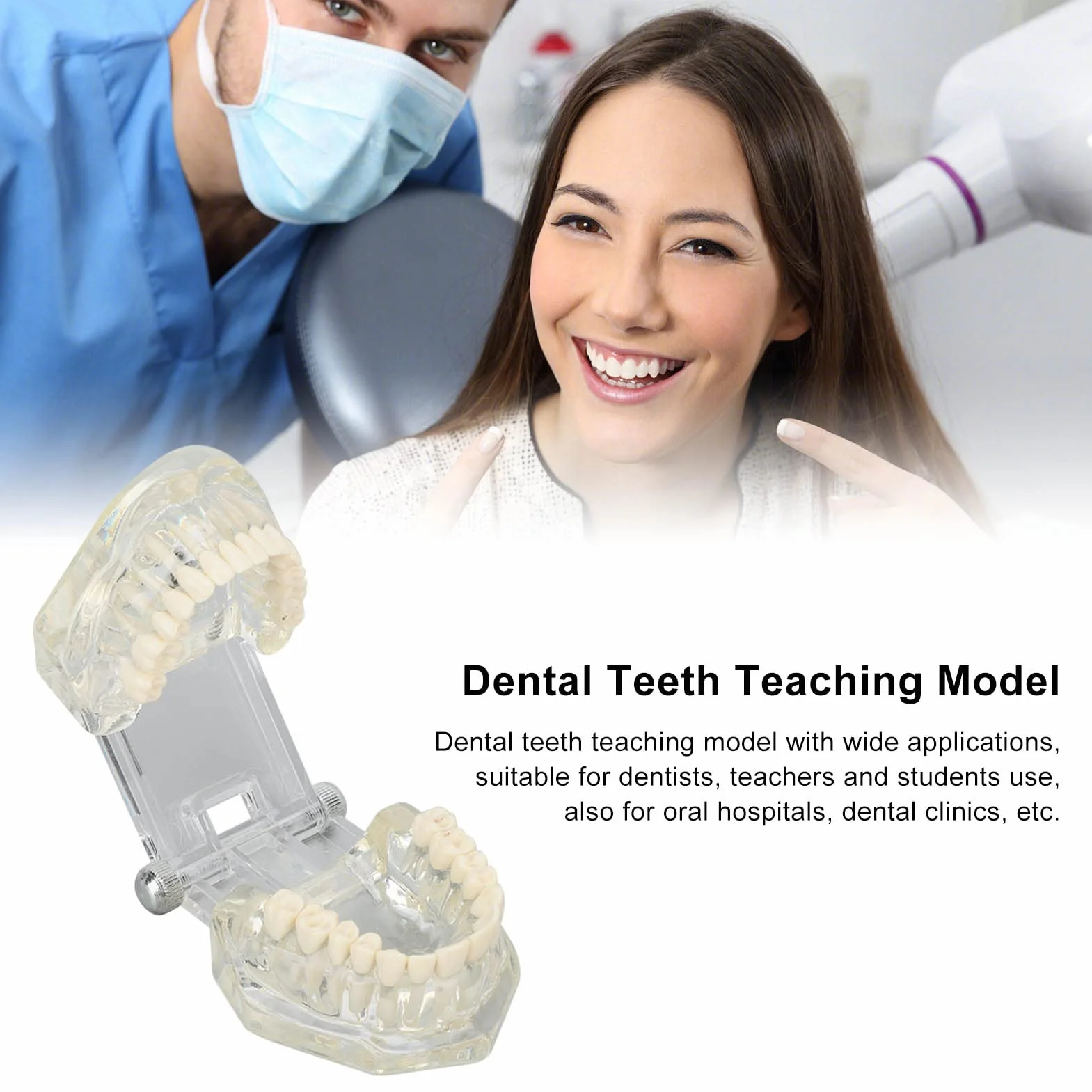 Tipodonto Oral Dental Modelo Educativo De Dientes De Estructura Clara Estándar Para Dentistas Profesores Estudiantes