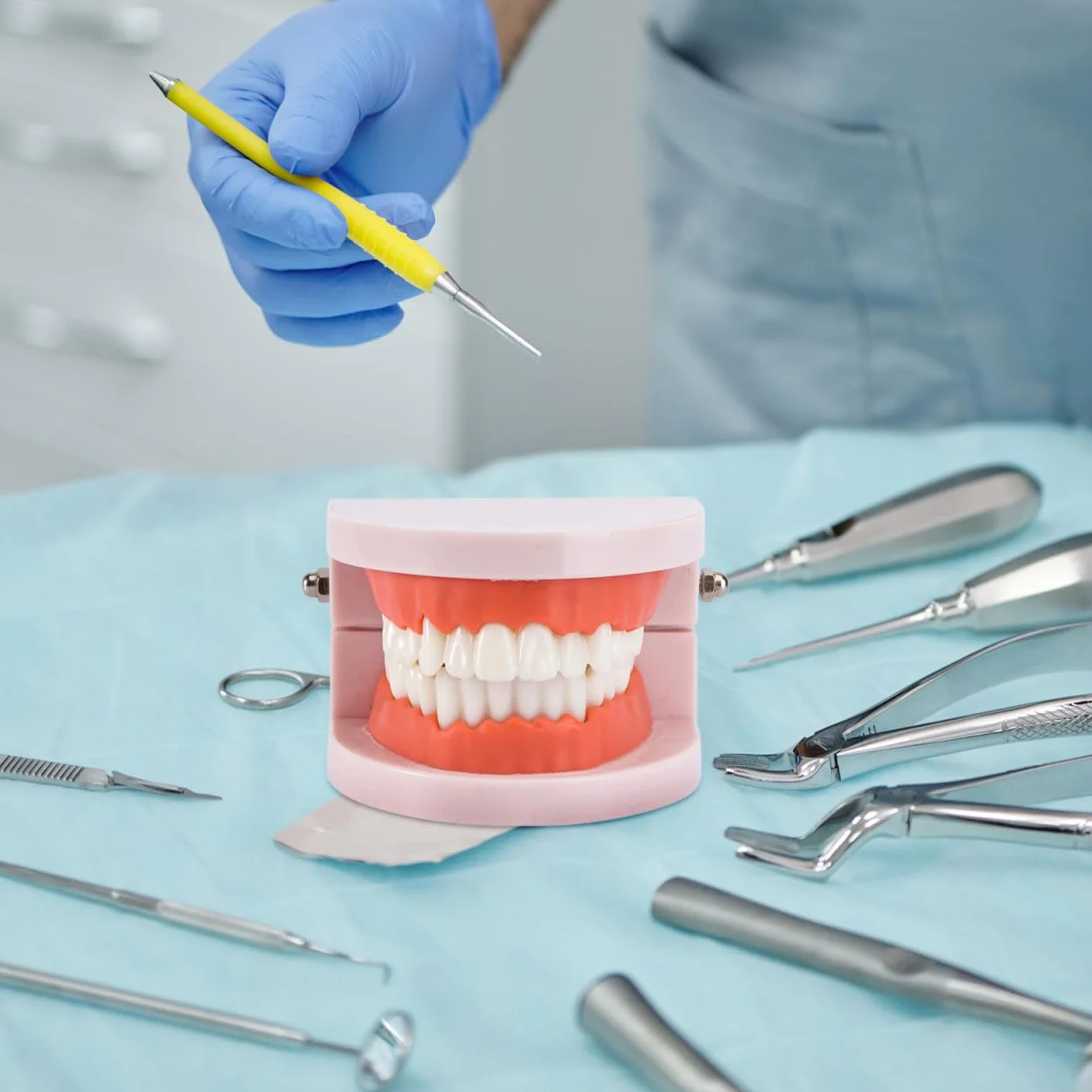VALICLUD Modelo De Dientes Estándar Dental Herramienta Didáctica Plástico Ecológico 3D 3.62X2.95X2.00In
