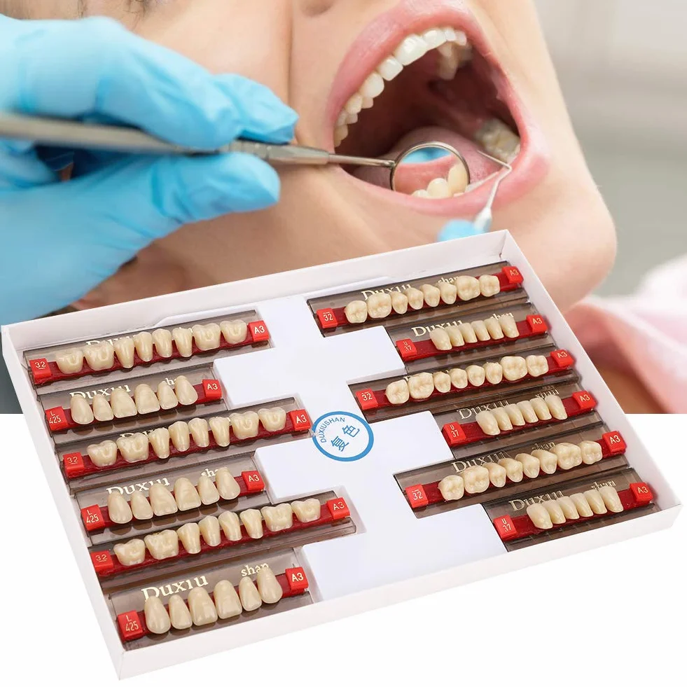 Diente de Resina Firme Acabado Fino Superficie de Limpieza Dientes Falsos Profesional para Modelos Halloween