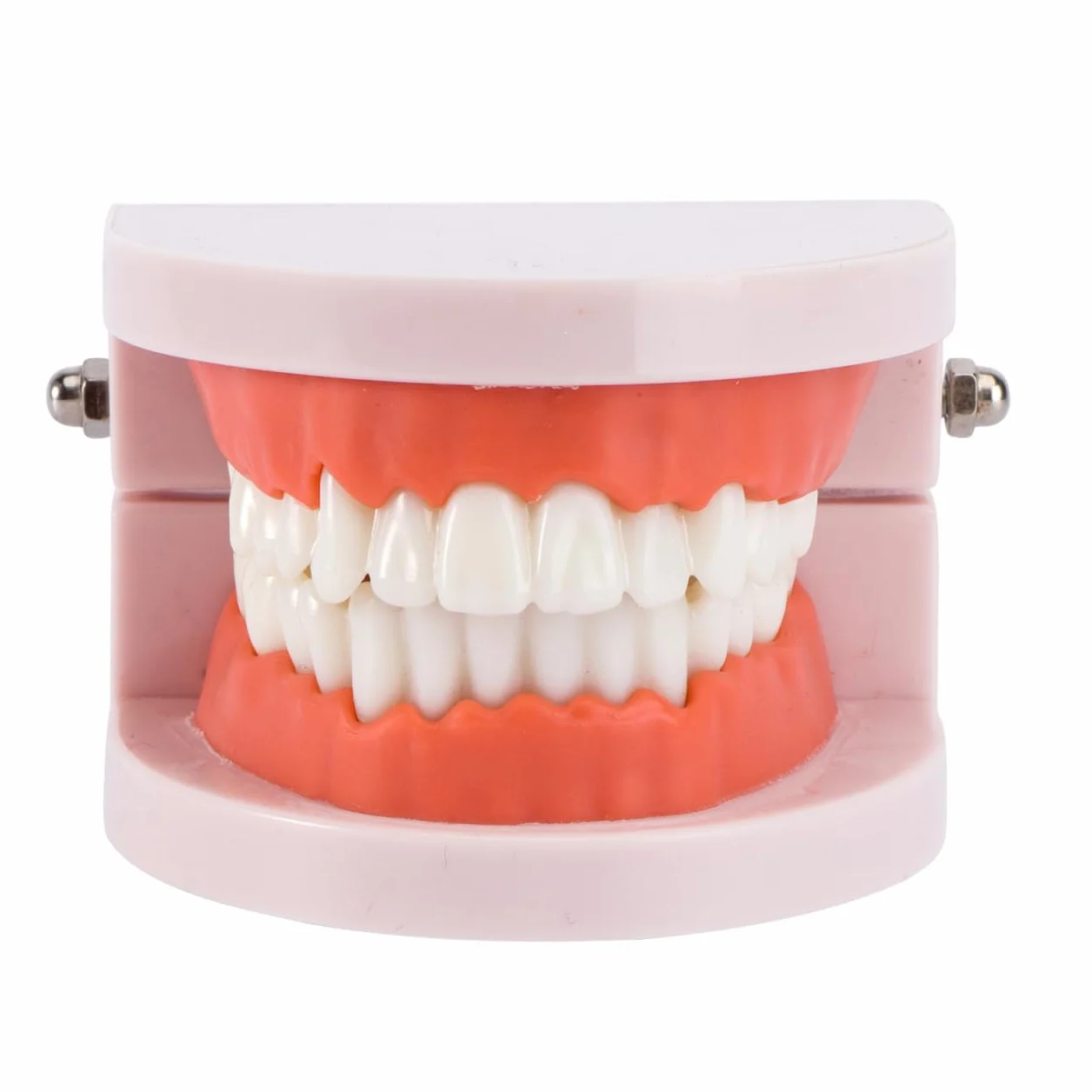 VALICLUD Modelo De Dientes Estándar Dental Herramienta Didáctica Plástico Ecológico 3D 3.62X2.95X2.00In