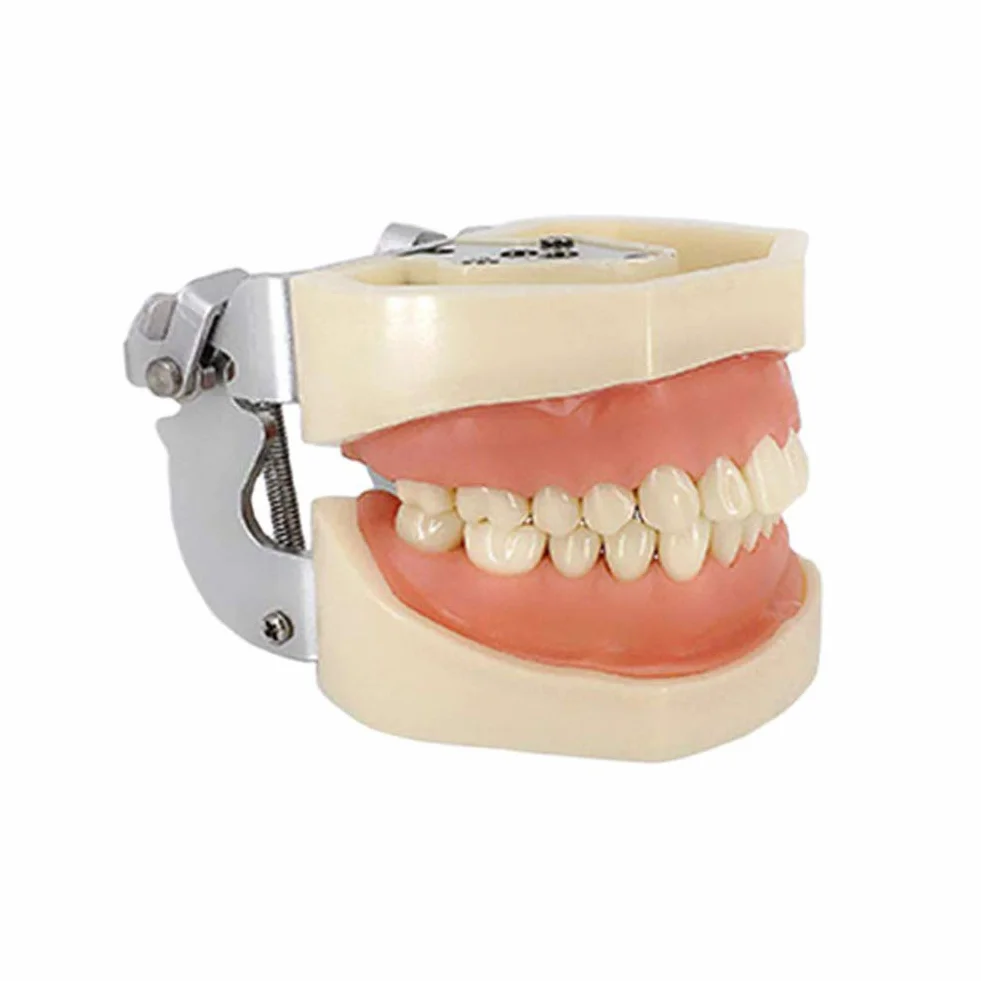 Modelo Dental Tipodonto Estándar 28 Dientes Goma Blanda Demostración Docente