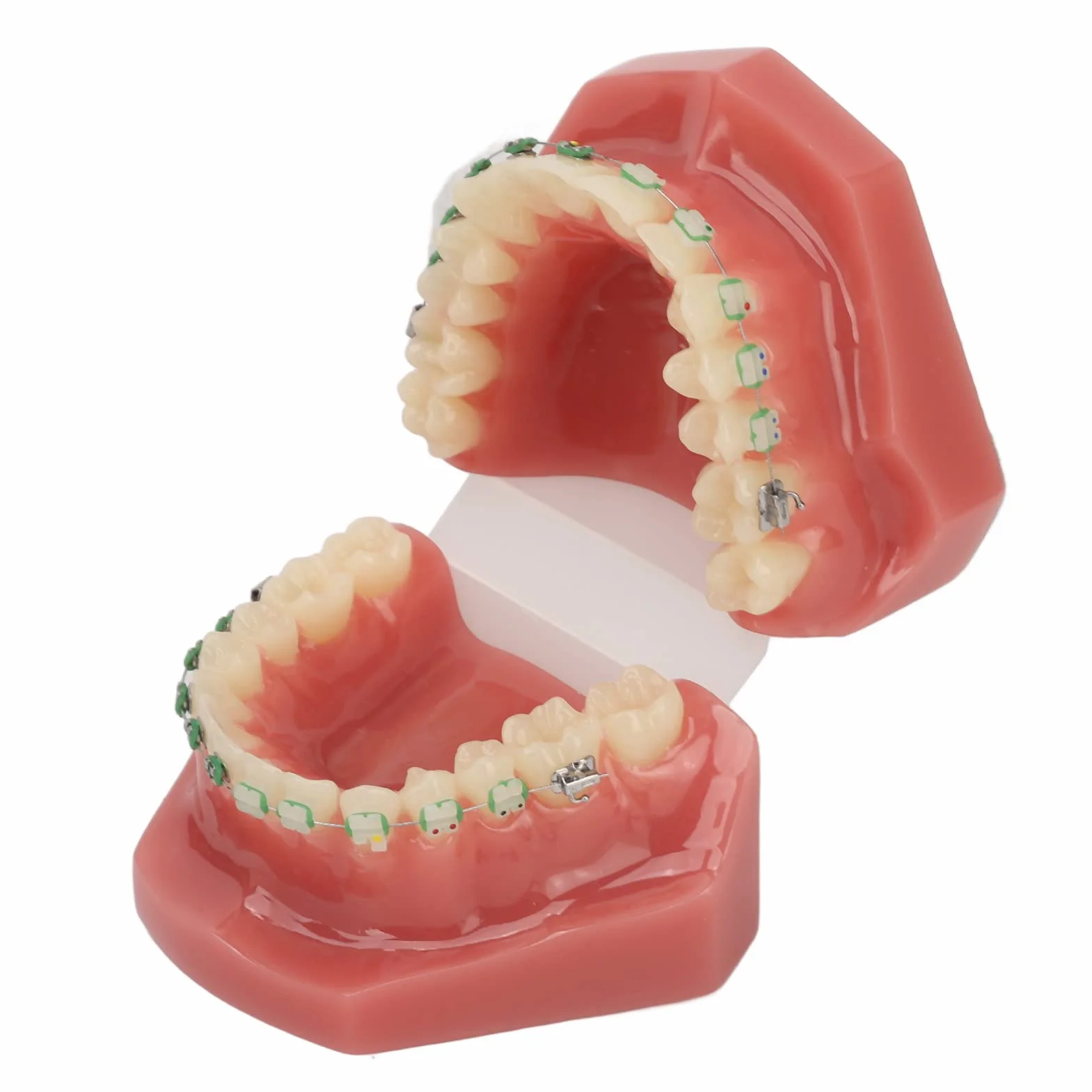 Modelo de Ortodoncia Profesional con Brackets Cerámicos y Metálicos para Enseñanza Odontológica