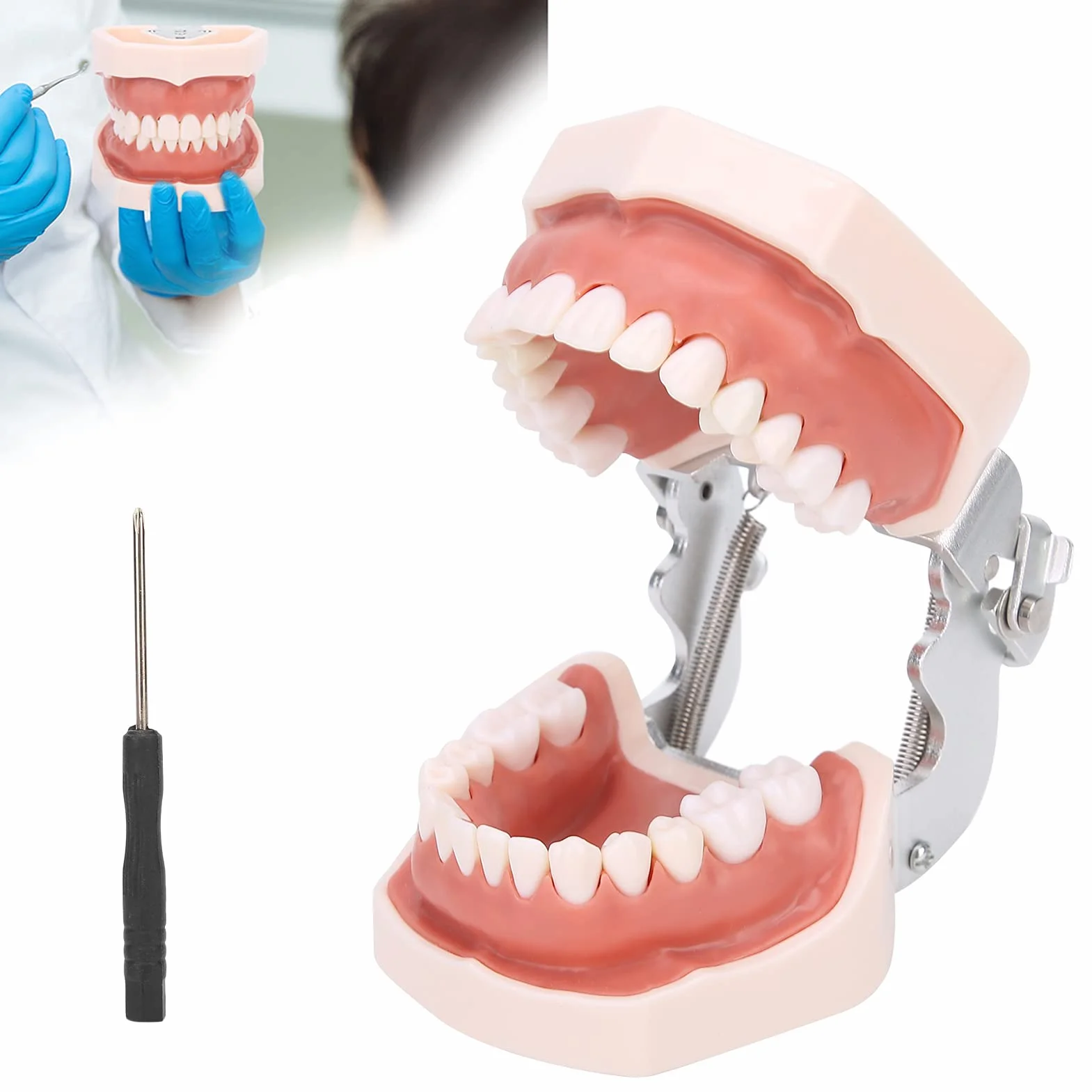 Modelo de dientes estándar de enseñanza con destornillador para práctica de tipodonto