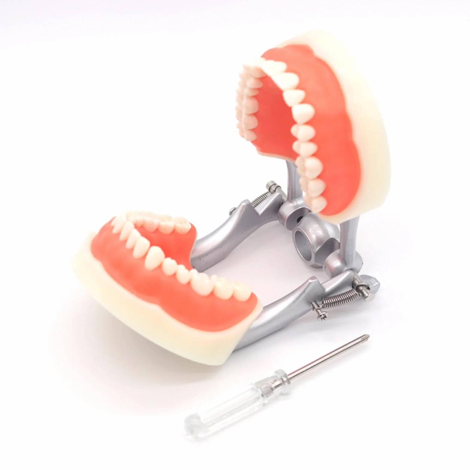 Modelo dental tipodonto 32 piezas dientes removibles compatibles Kilgore Nissin 200 enseñanza