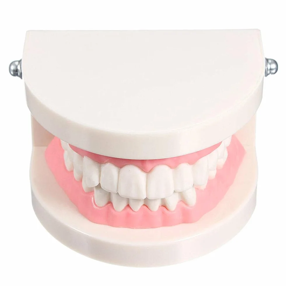Modelo de Demostración Dental de Dientes Para Enseñanza o Cuidado Bucal