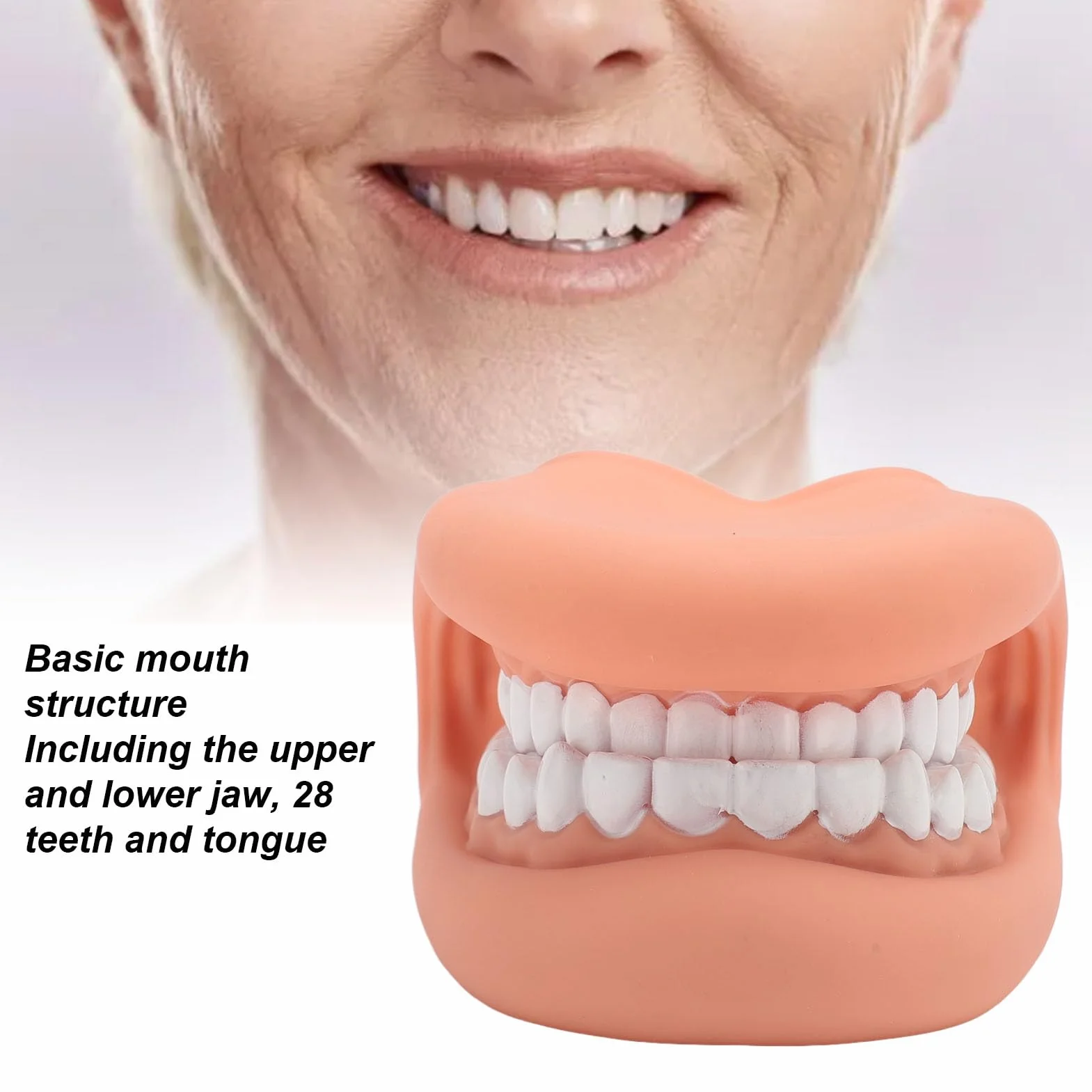 Marioneta de Boca de 28 Dientes con Lengua, Modelo de Demostración para Enseñanza de Niños, Silicona Bjorem