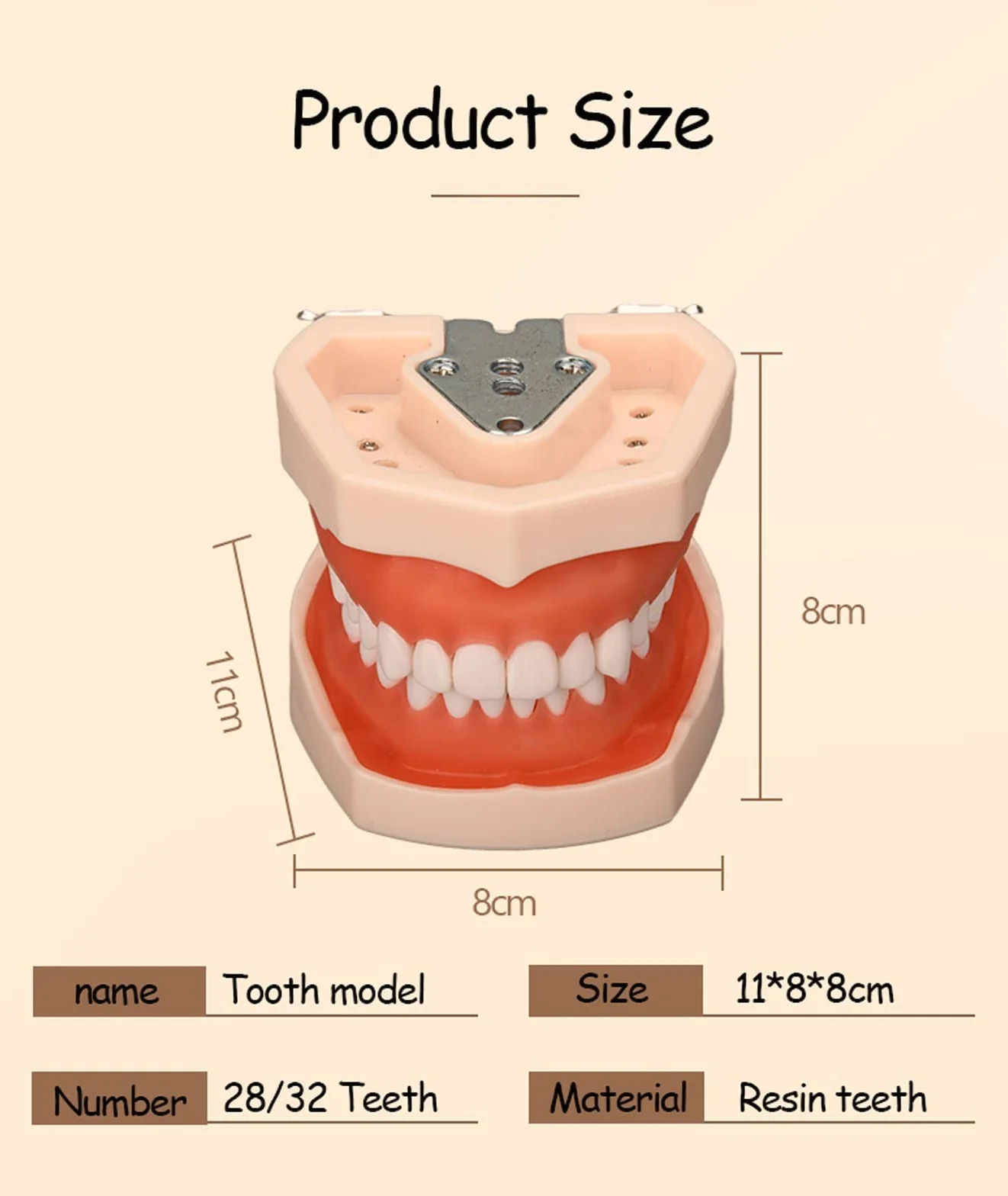 Modelo de Dientes Estándar Dental de Enseñanza con 28/32 Dientes de Resina Extraíbles
