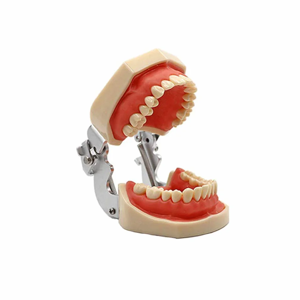 Modelo Dental Tipodonto Estándar 28 Dientes Goma Blanda Demostración Docente