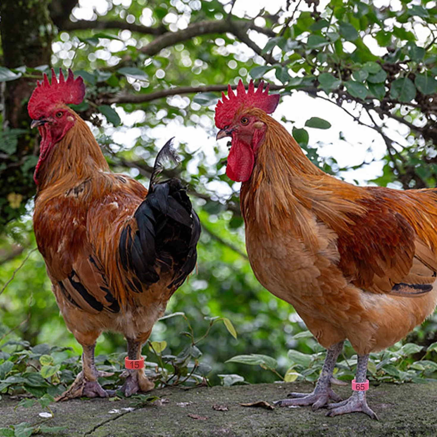 80 Piezas Hebilla de Marcado Digital para Patas de Pollo, Anillo de Plástico para Aves de Corral
