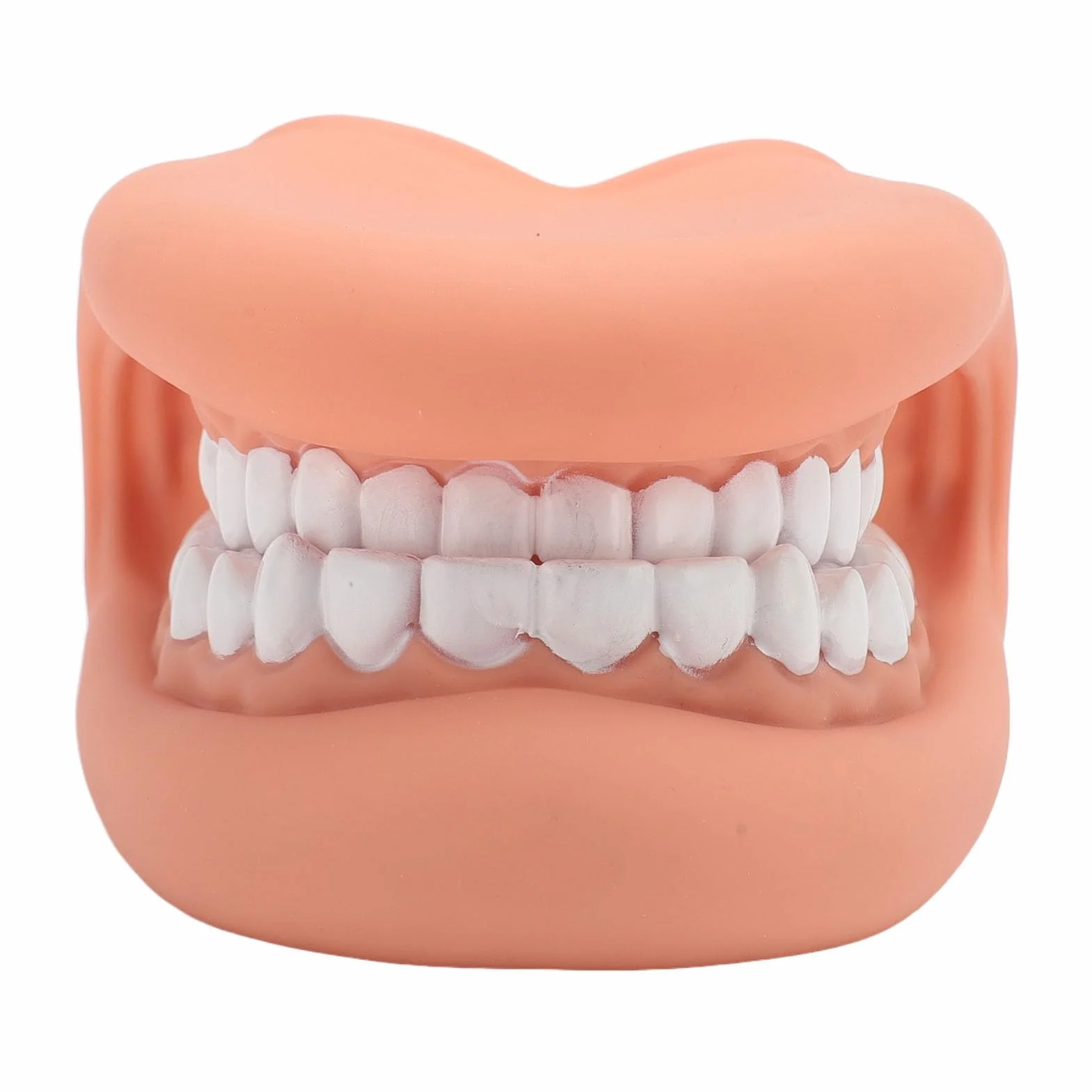 Marioneta de Boca de 28 Dientes con Lengua, Modelo de Demostración para Enseñanza de Niños, Silicona Bjorem